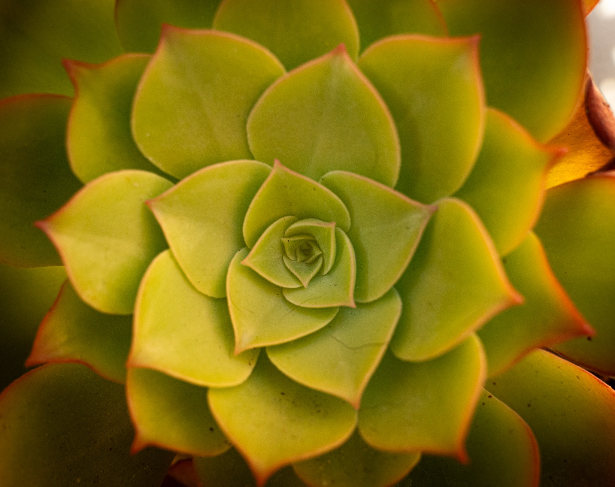 Close-up of a green succulent plant with reddish edges on its fleshy leaves.