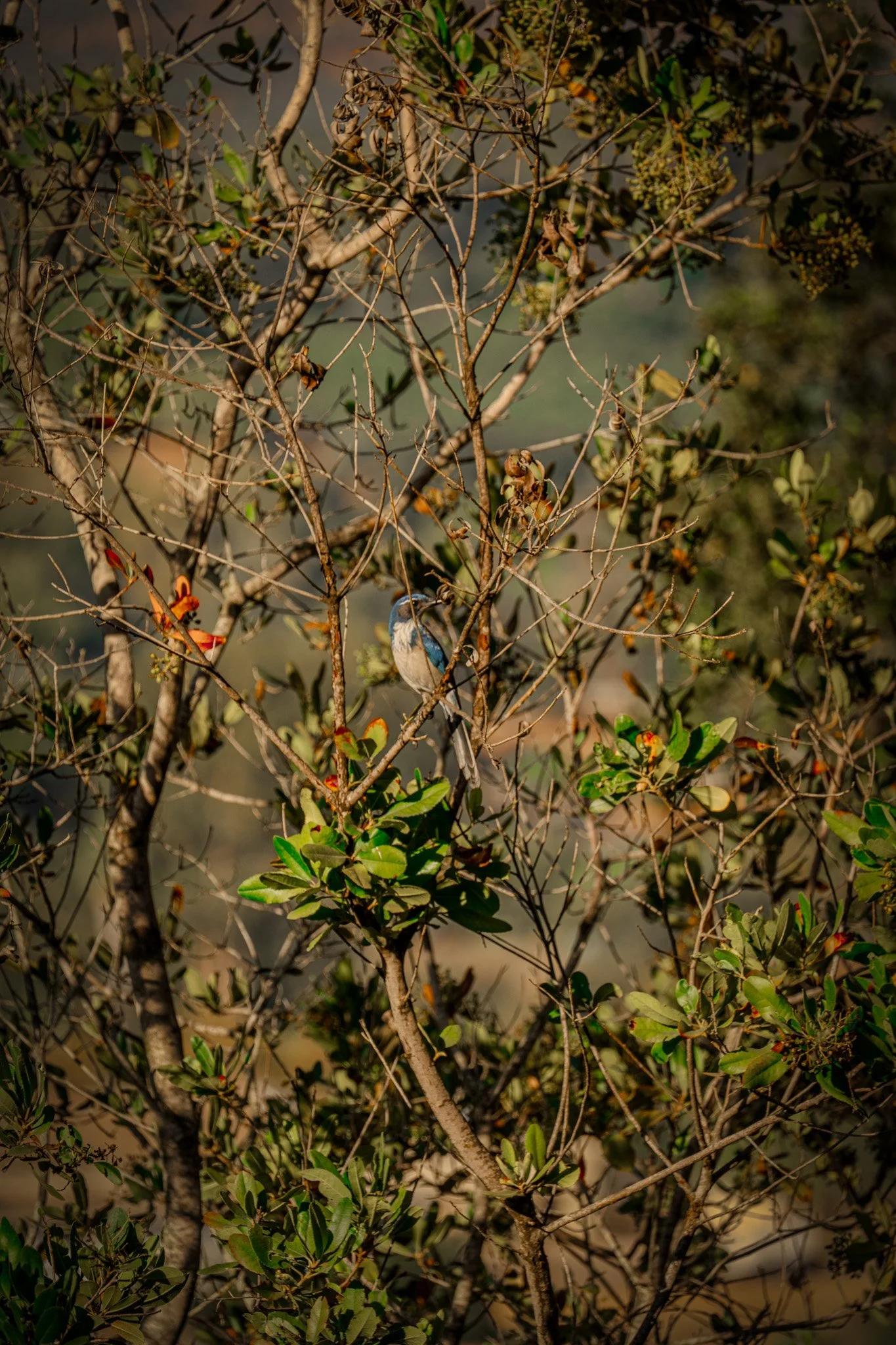 Plants, Animals, Atmosphere-124.jpg