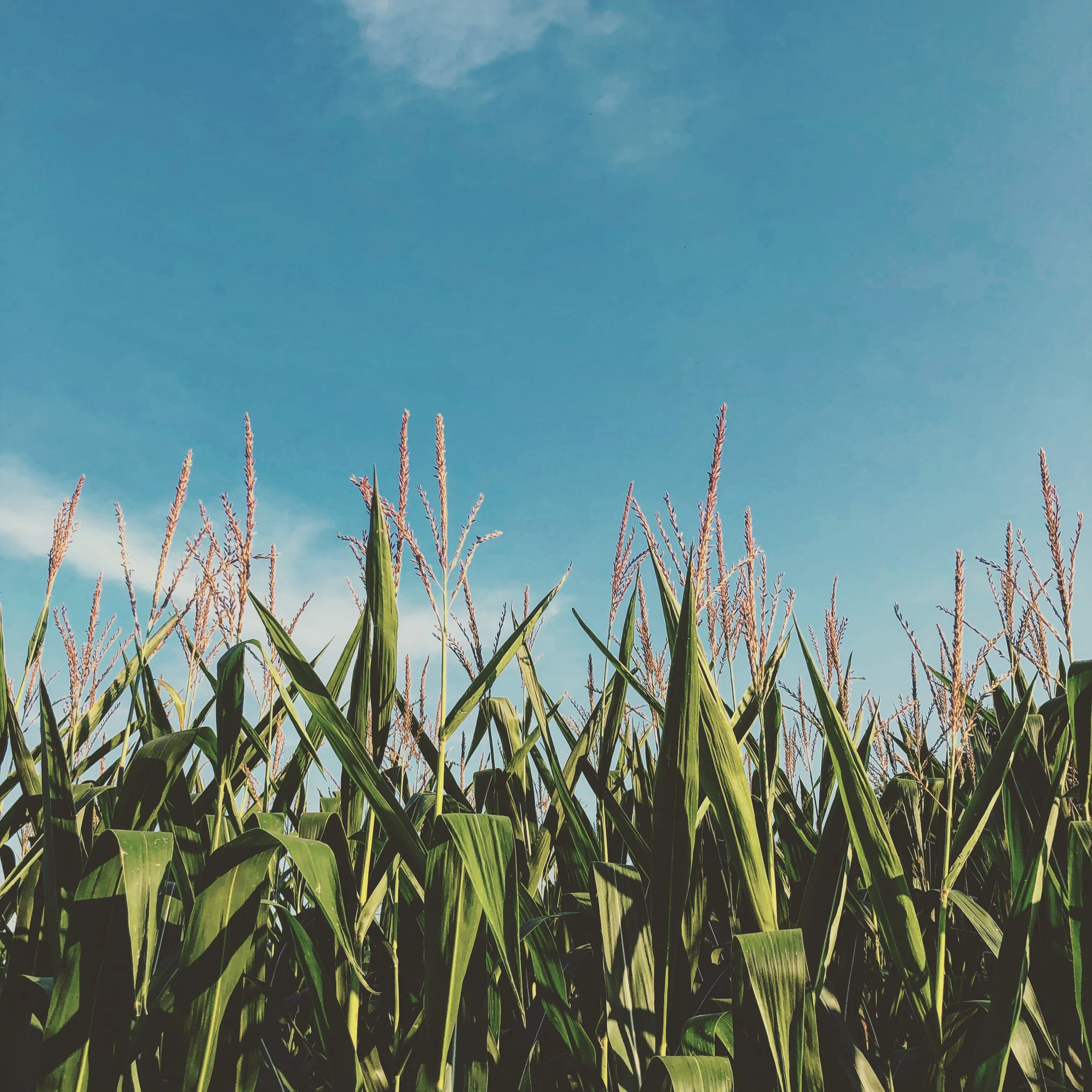 A field of tall green corn plants with brown tassels against a clear blue sky.