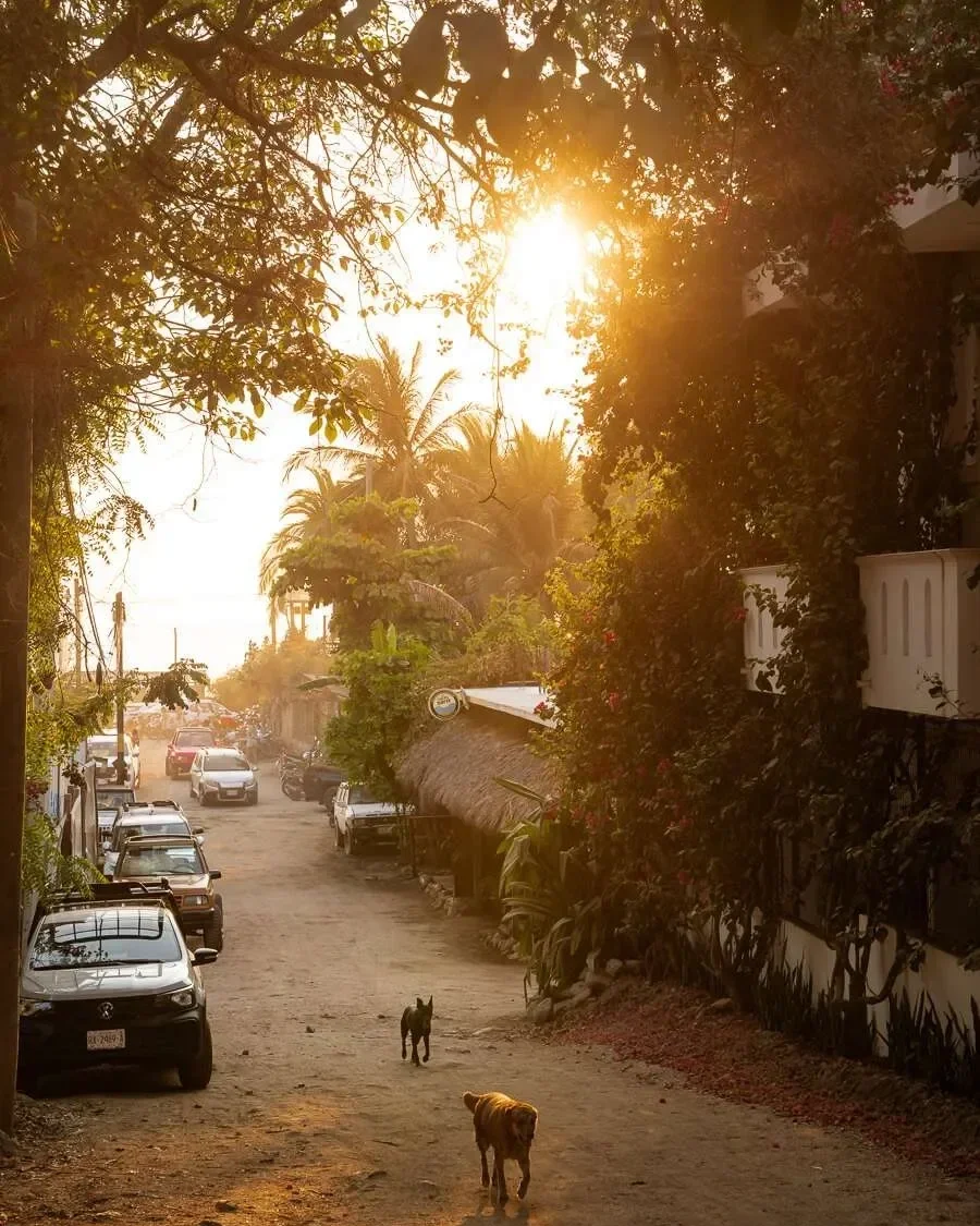 A dirt street scene during sunset with parked cars on the left side, lush green trees and palm trees lining the street, and two dogs walking towards the camera. The sun is shining brightly through the trees, creating a warm glow over the scene.