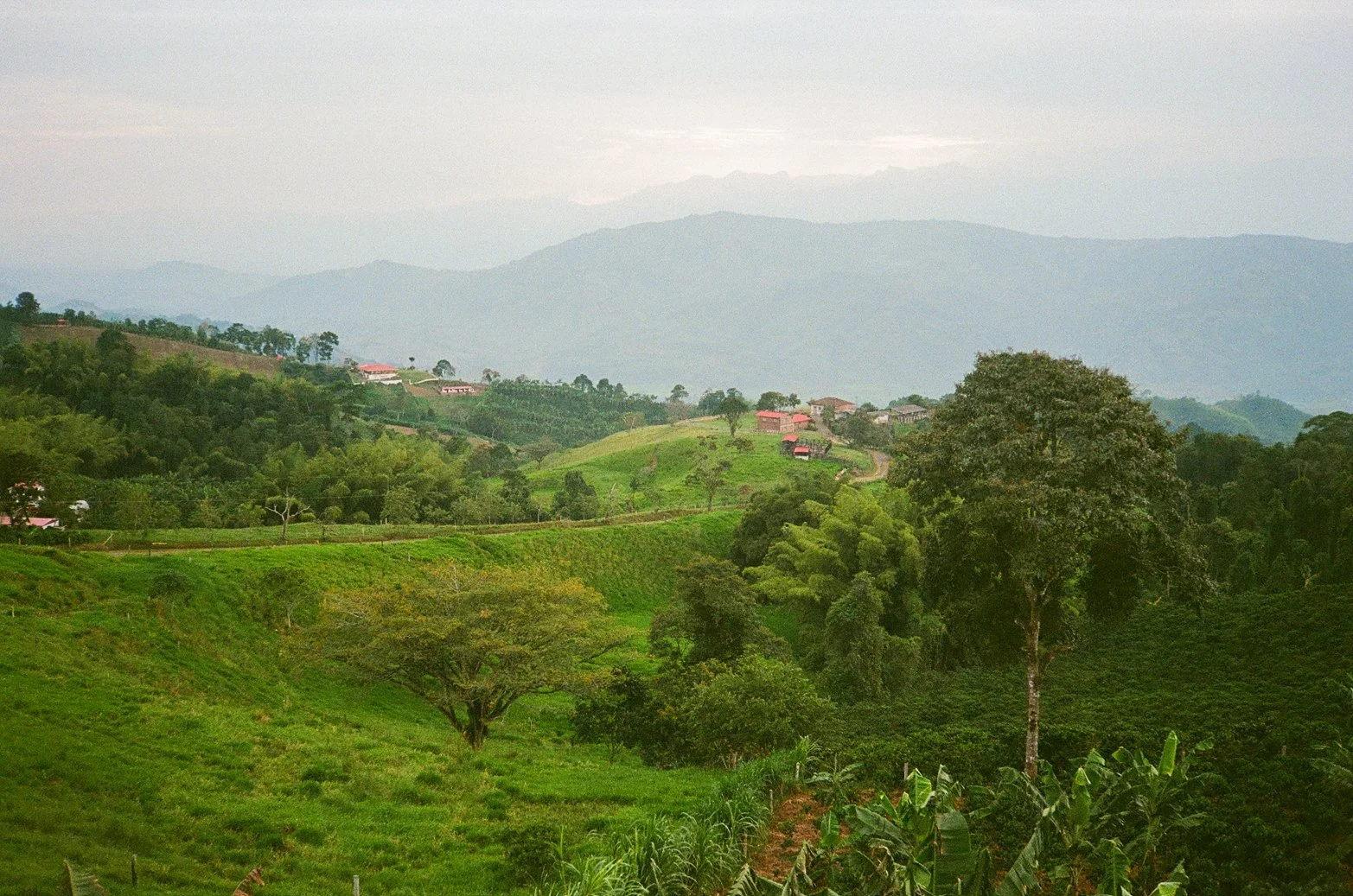 Prints For Colombia : El Campo