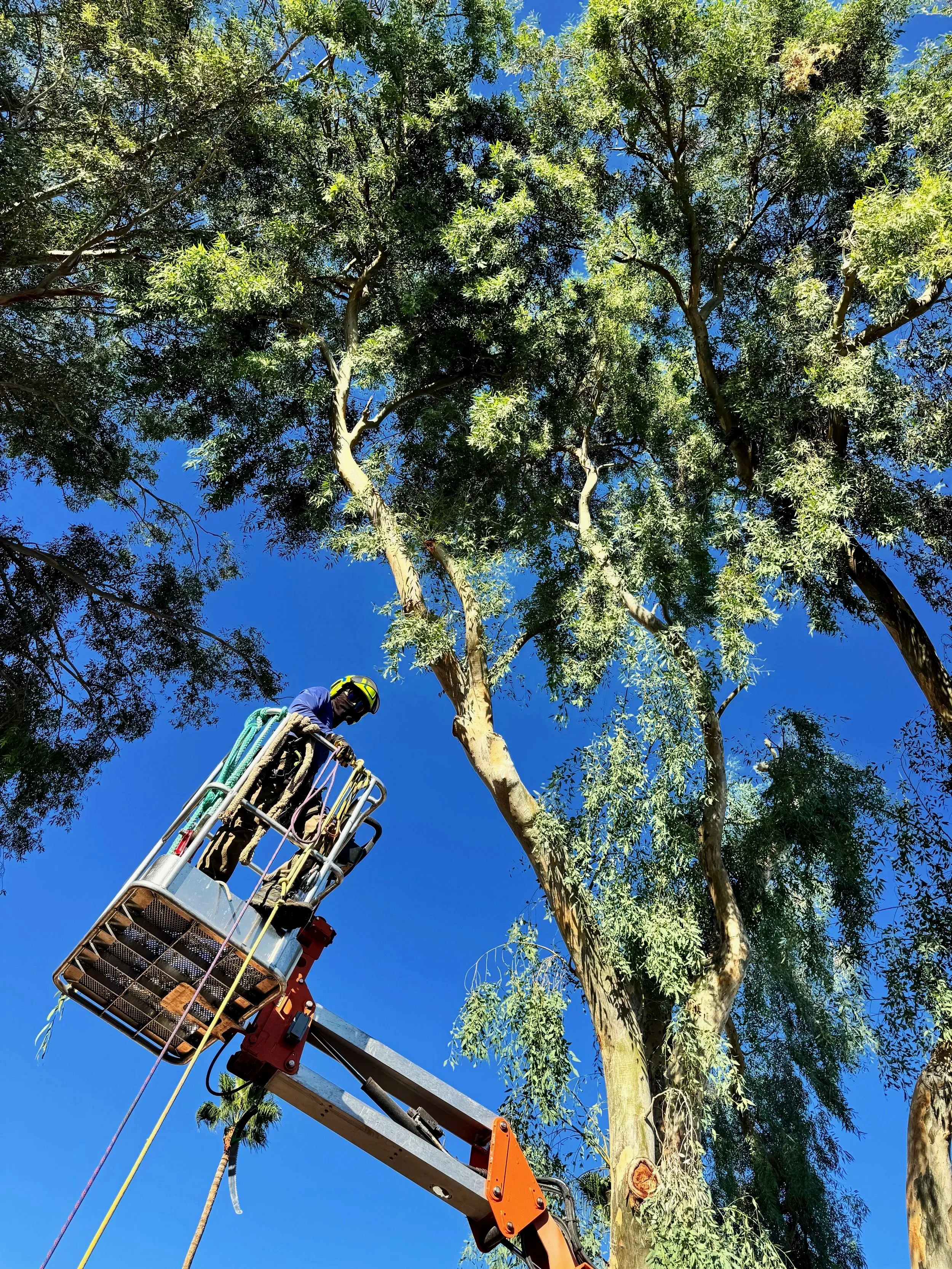 Using aerial equipment to safely remove hazardous and unstable branches.