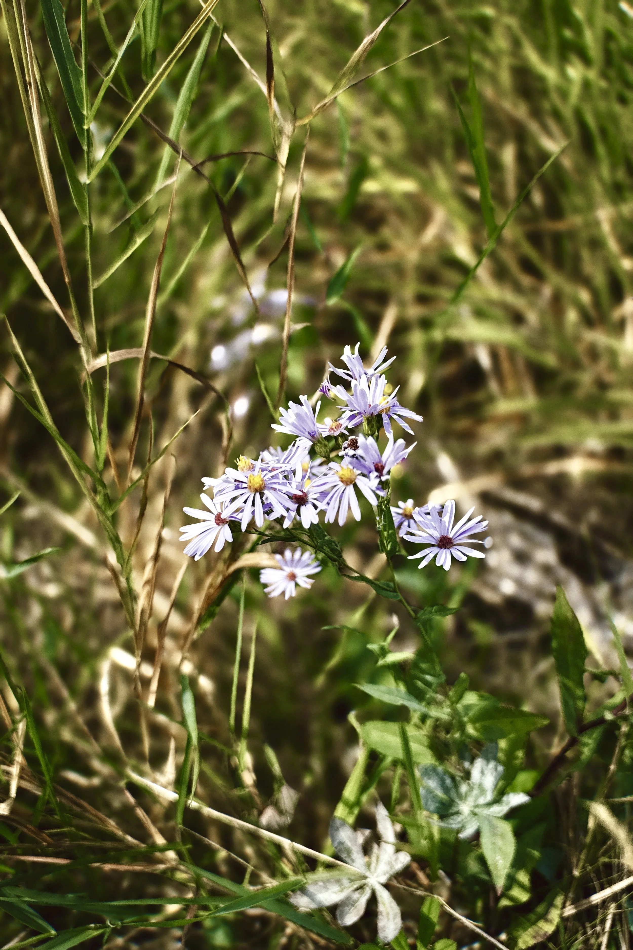 Western Aster (Symphyotrichum ascendens) — Shoreline: Native western aster blooming along the shoreline in early September 2026.