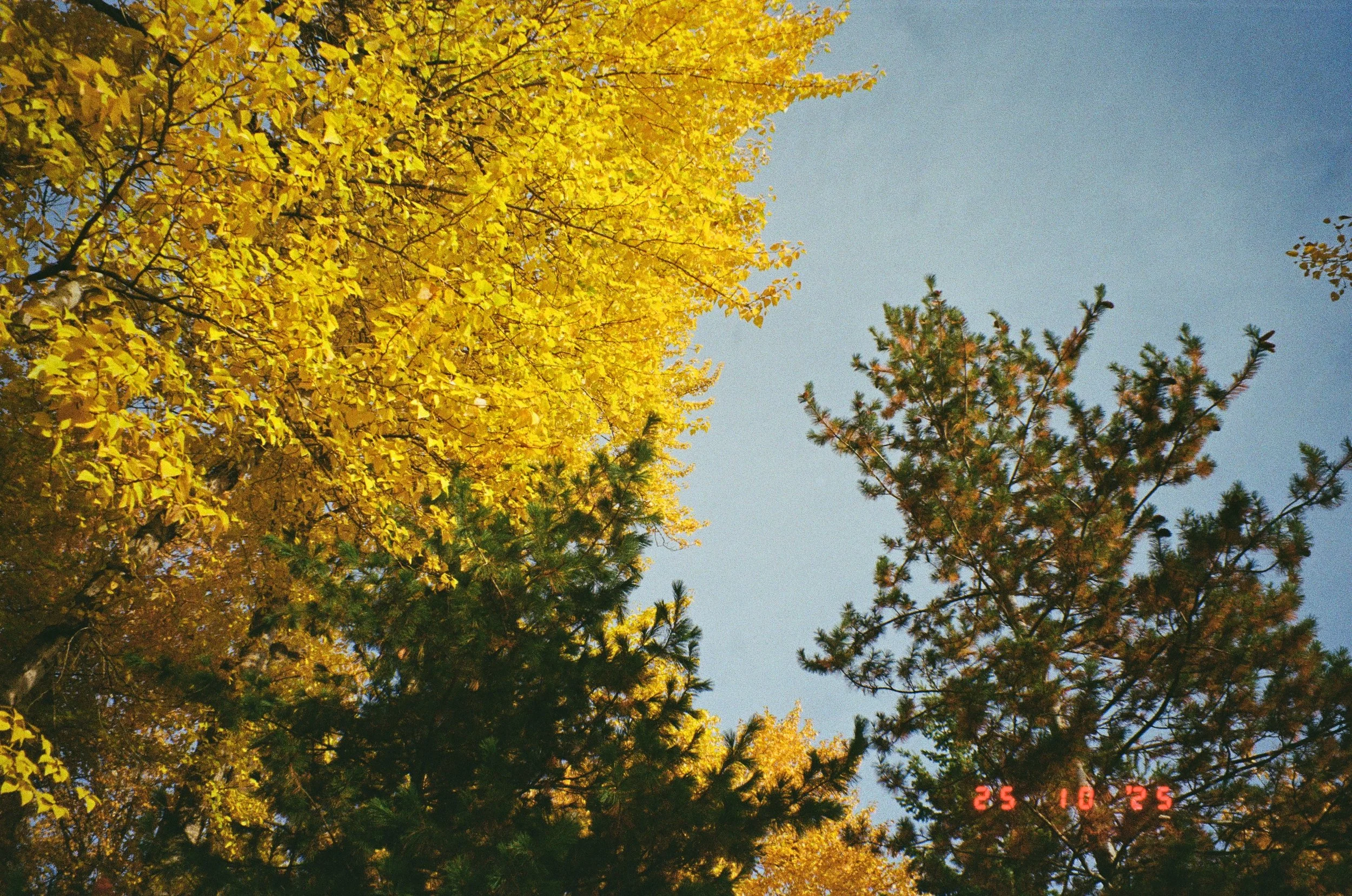Autumn foliage along the Pend d'Oreille Bay Trail. Renowned for its vibrant fall colors, the Bay Trail offers one of the most spectacular autumn displays in the Sandpoint area, making it an ideal destination for a scenic seasonal walk.