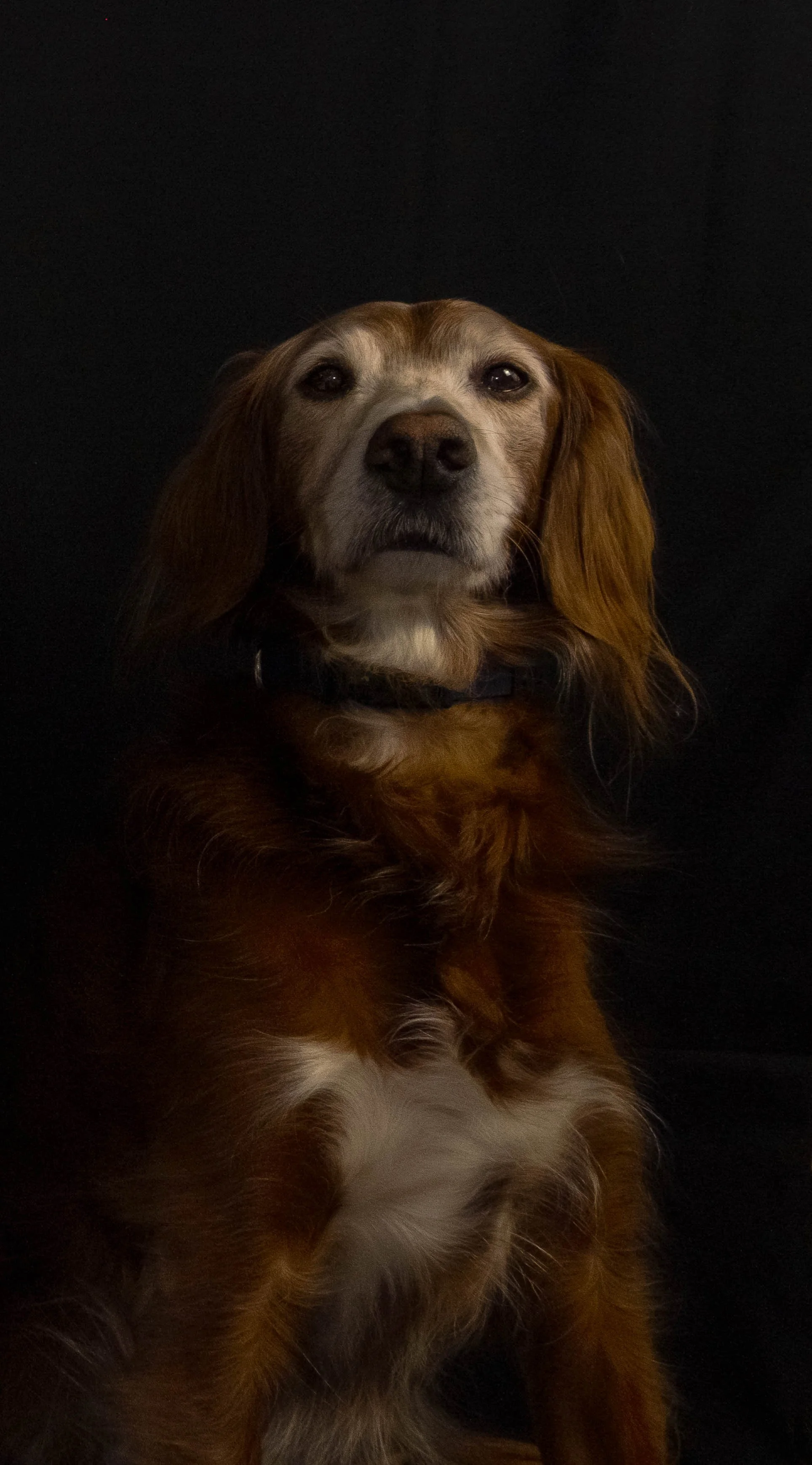 A brown and white dog with long ears and a black collar, sitting against a dark background.