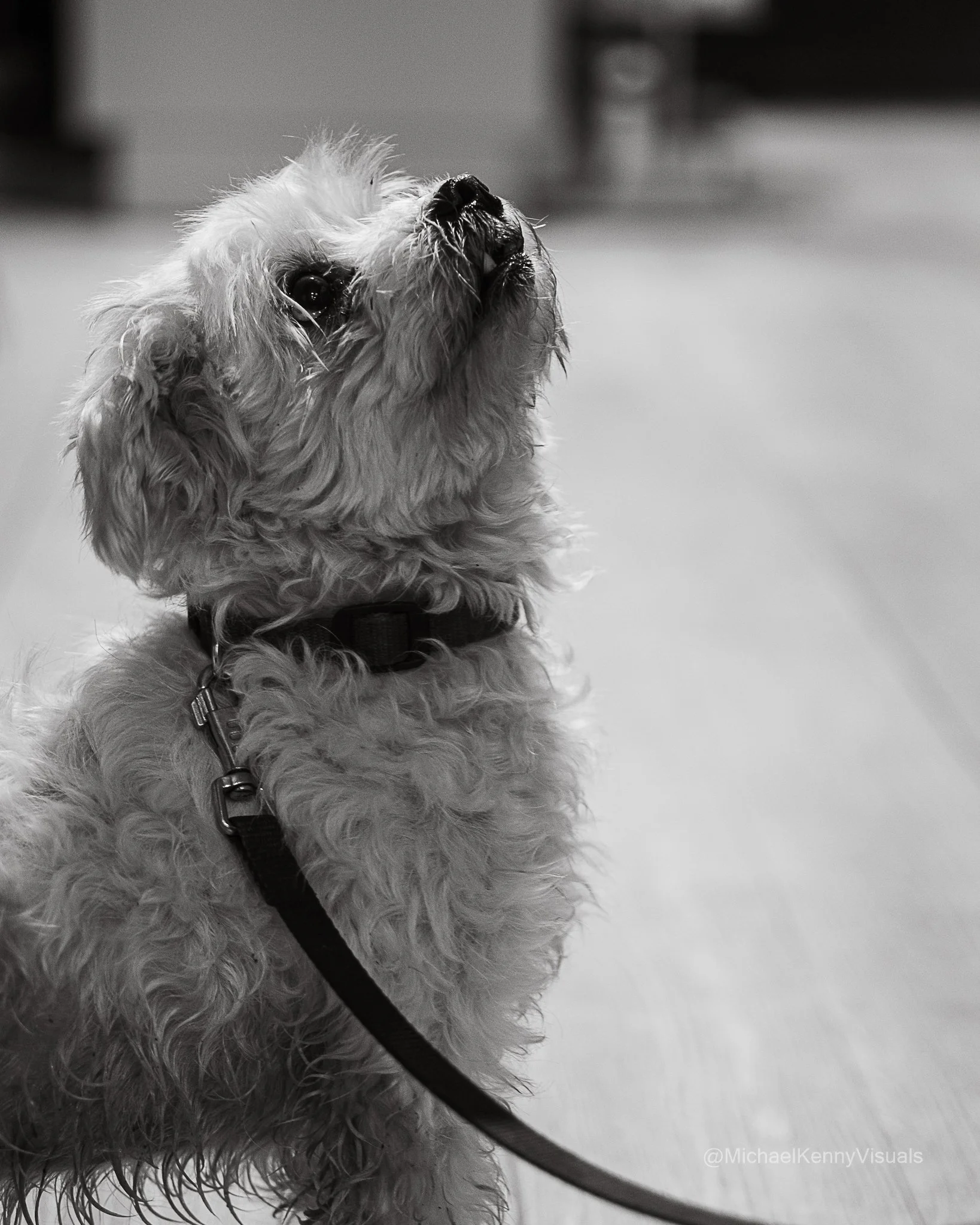Close-up of a wet, light-colored dog with long curly fur, looking upward, with a leash attached, indoors.