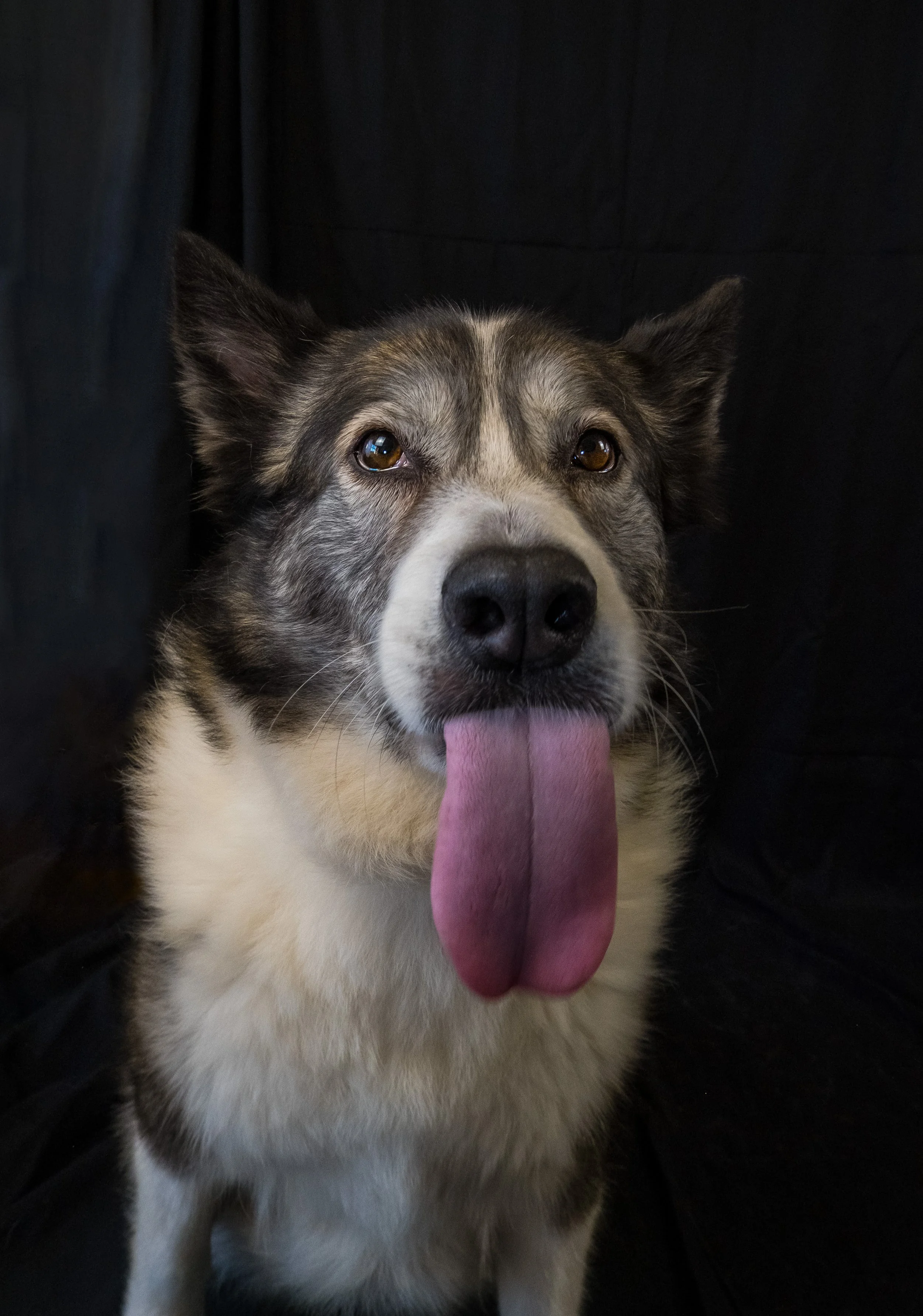 A dog, husky, with a black, white, and grey coat, sticking out its tongue and looking at the camera, against a dark background.