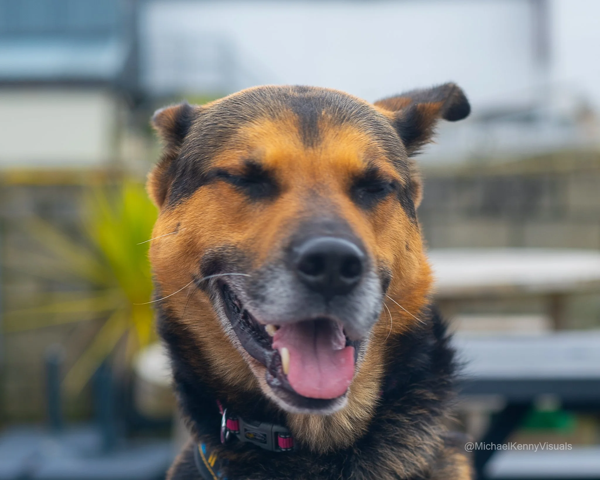 A happy brown and black dog with its tongue out, wearing a pink collar, outdoors with a blurred background of plants and structures.