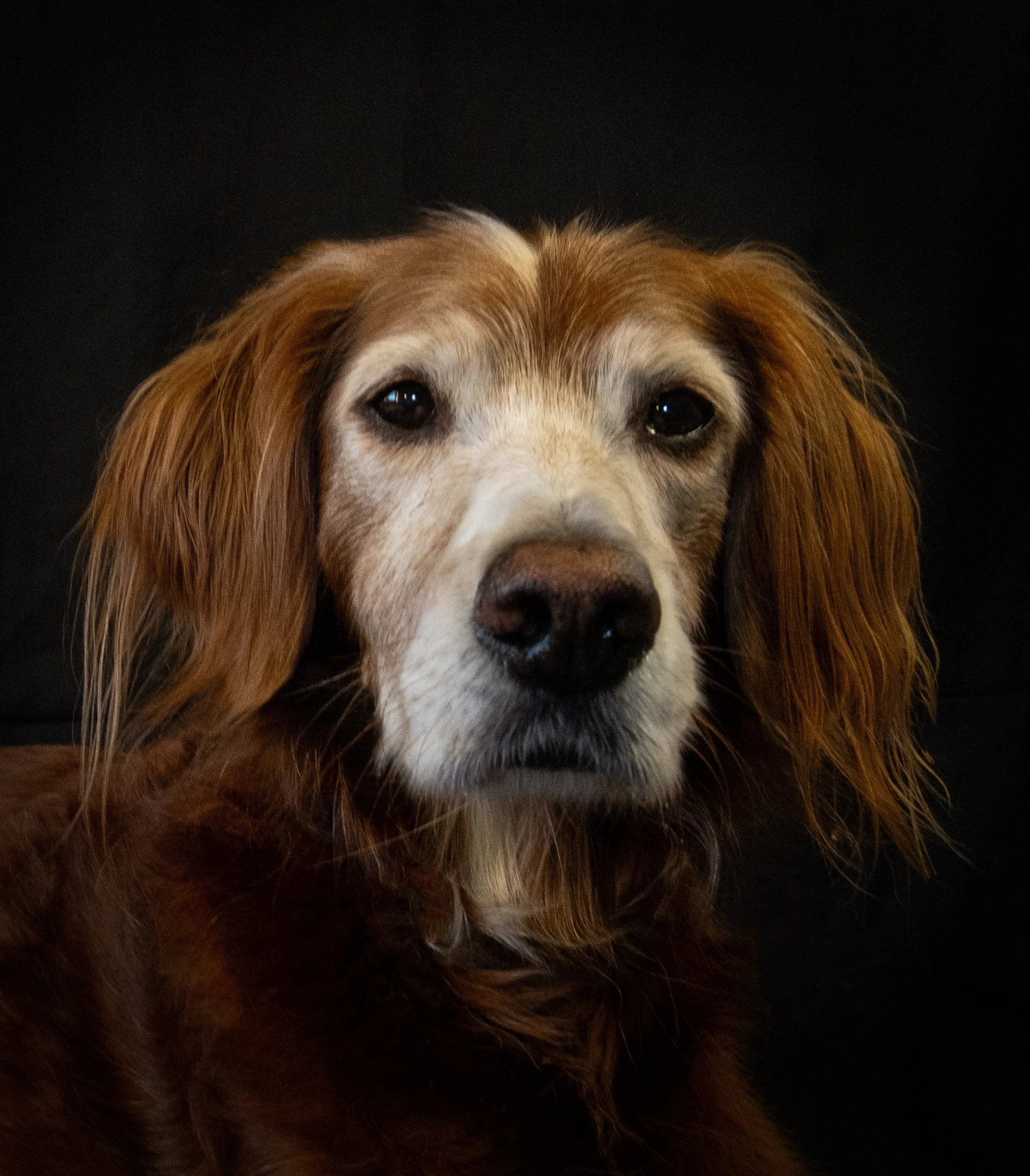 Close-up of a dog's face, focusing on its eyes, nose, and ears, with a black background.