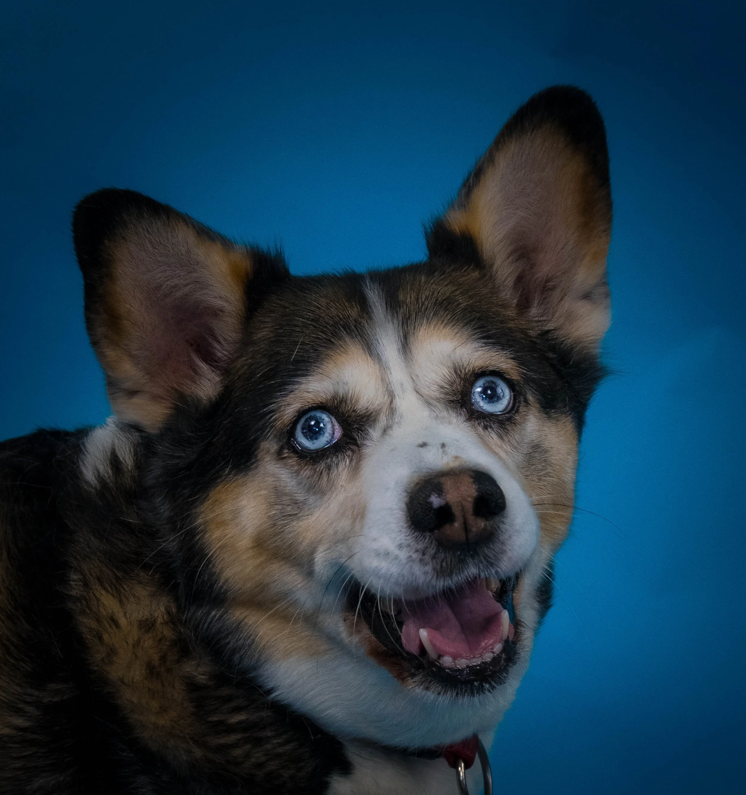 Close-up of a husky puppy with blue eyes and large ears, smiling with mouth open, against a plain blue background.