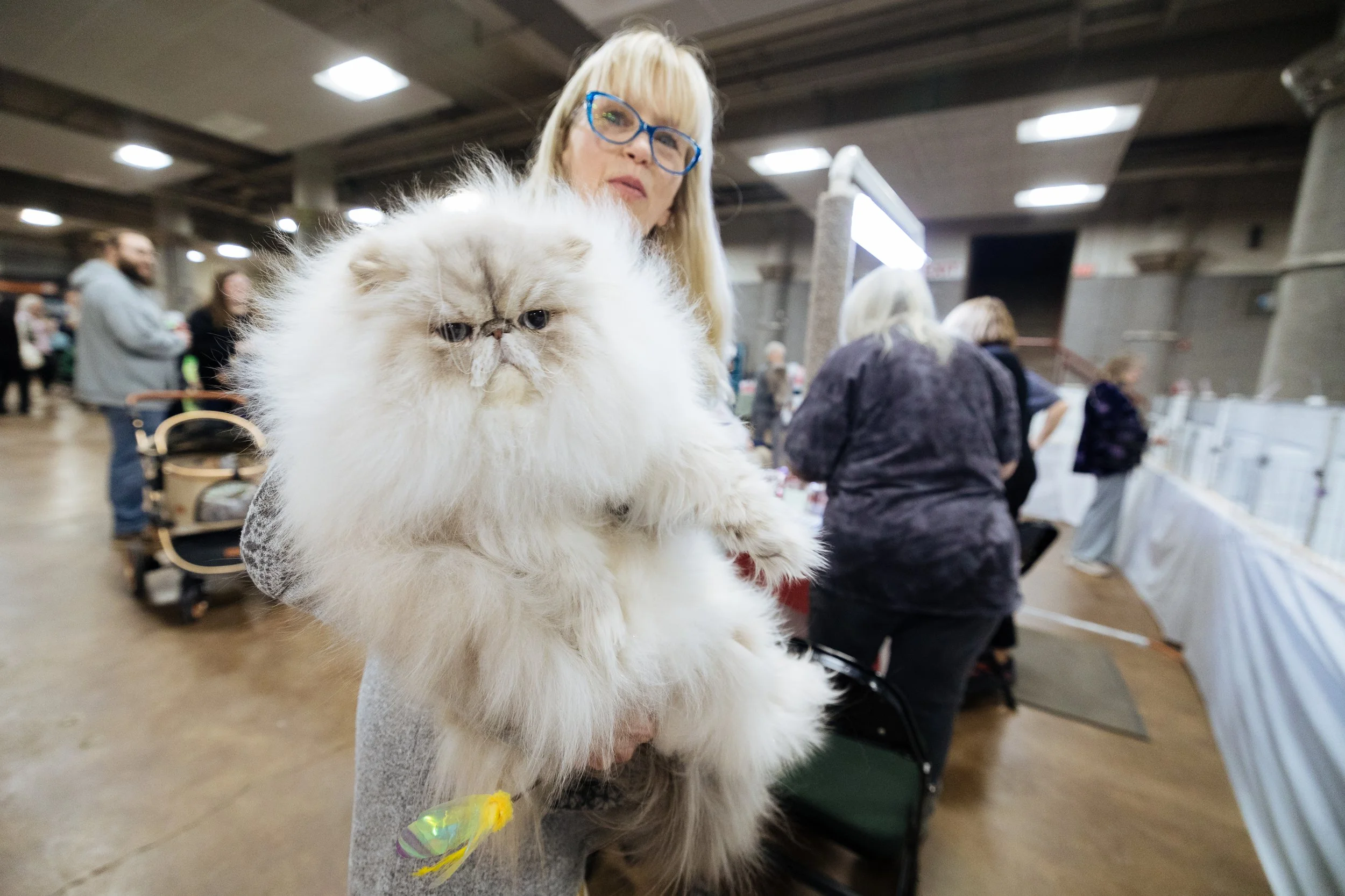20260124 Saintly City Cat Show-42.jpg
