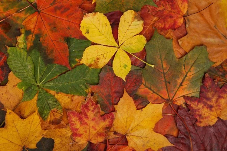 Fall Festival
