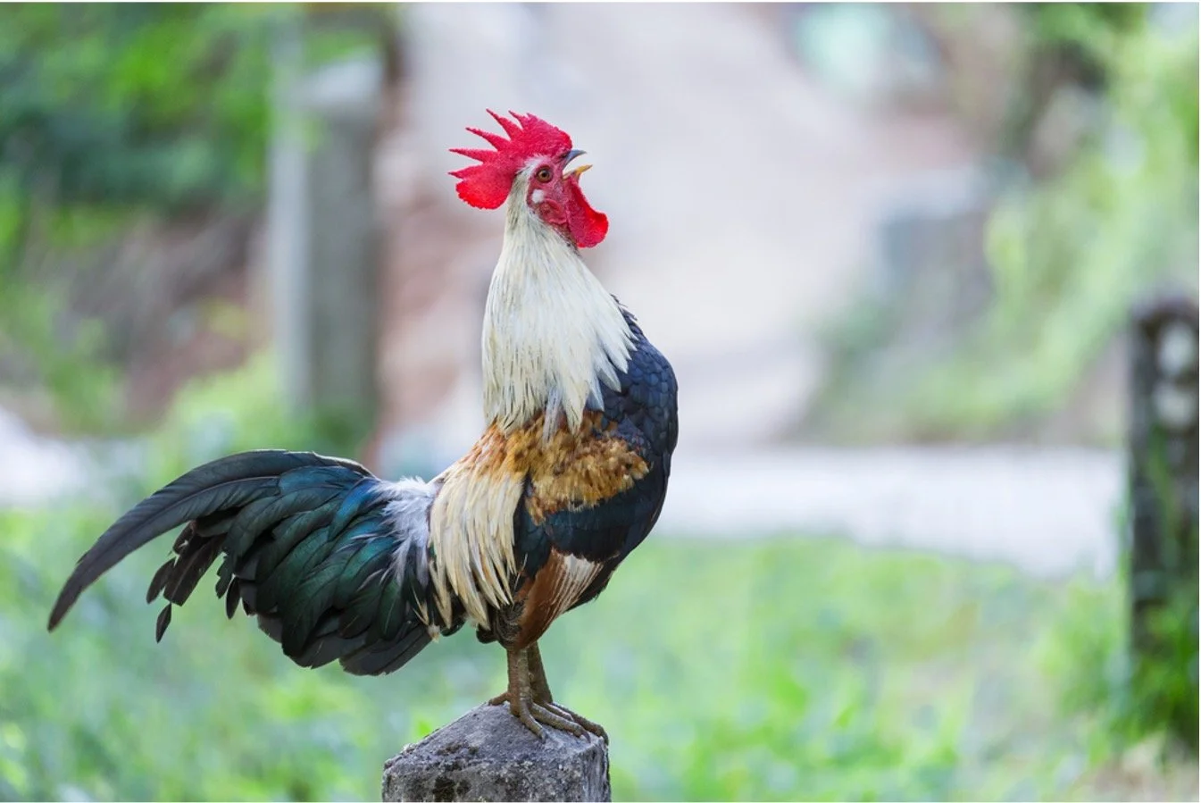 The Rooster Crow