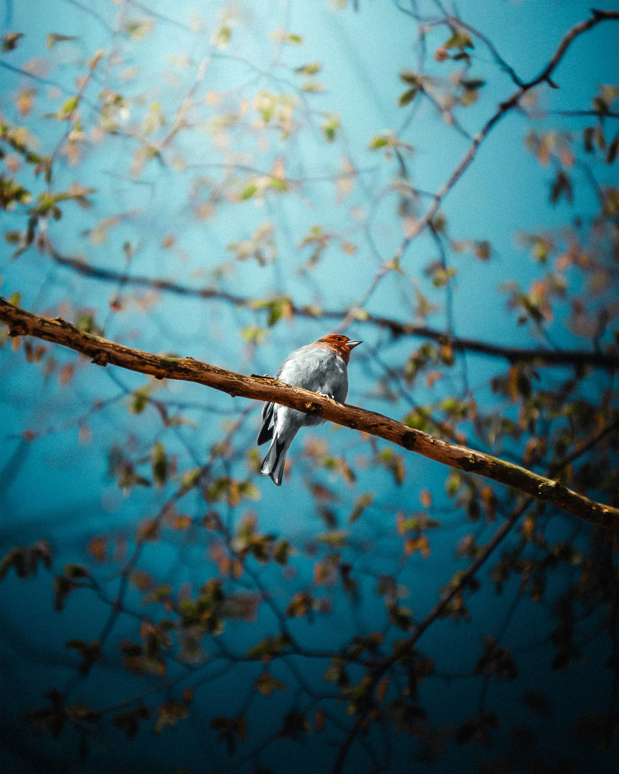 How I Edited This Image 📸

It always starts with finding the right crop.

Then, I apply a preset that matches my vision and the emotion I want to emphasize.

After that, I shape and enhance the light using masks, adjusting the exposure and shadows w