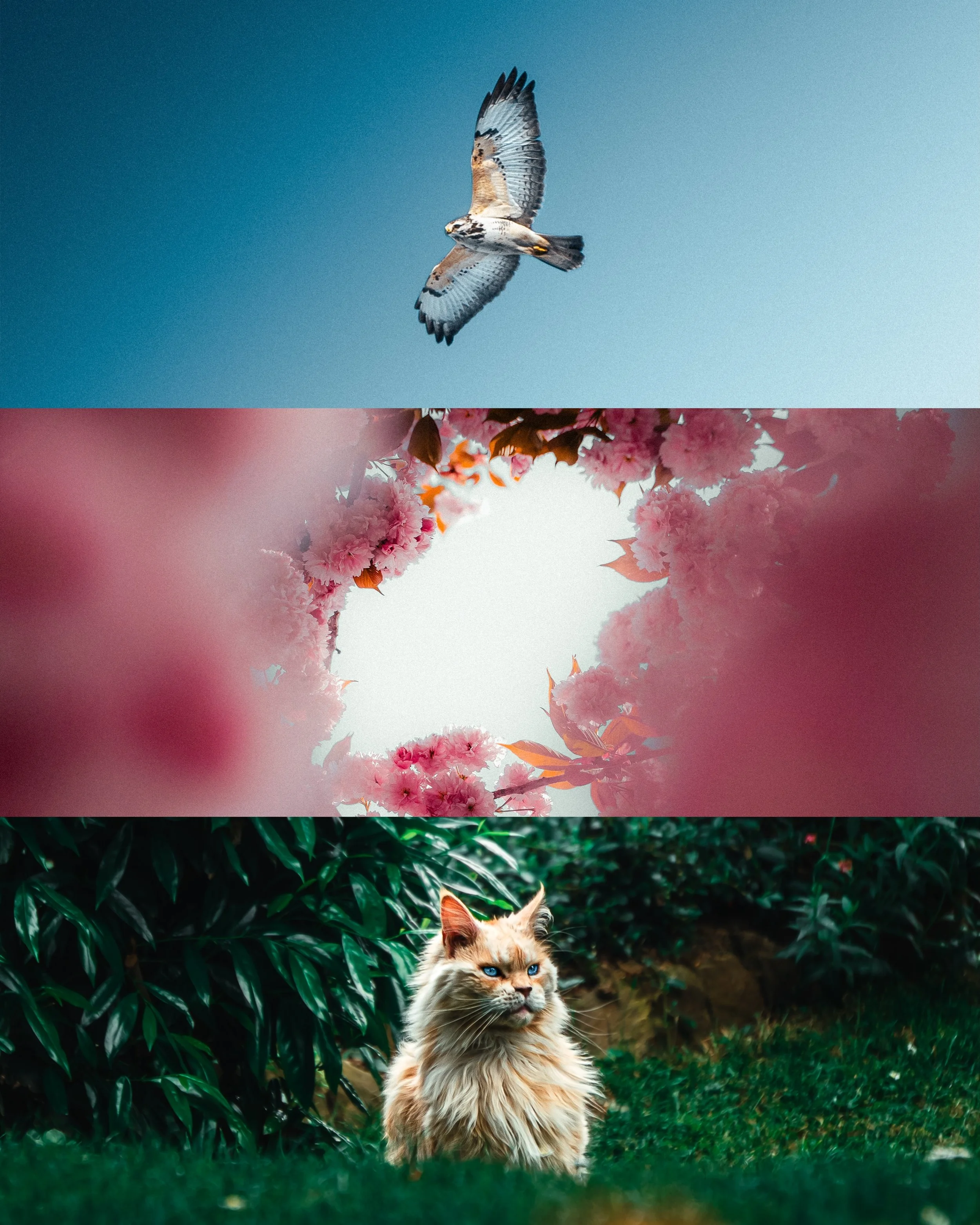 In a perfect social media world, we should normalize sharing the before and after photos to keep it real with our audience... and of course, for the Al haters 🥱

Presets in my bio 🔗

#sonyalpha #lightroompresets #wildlifephotography