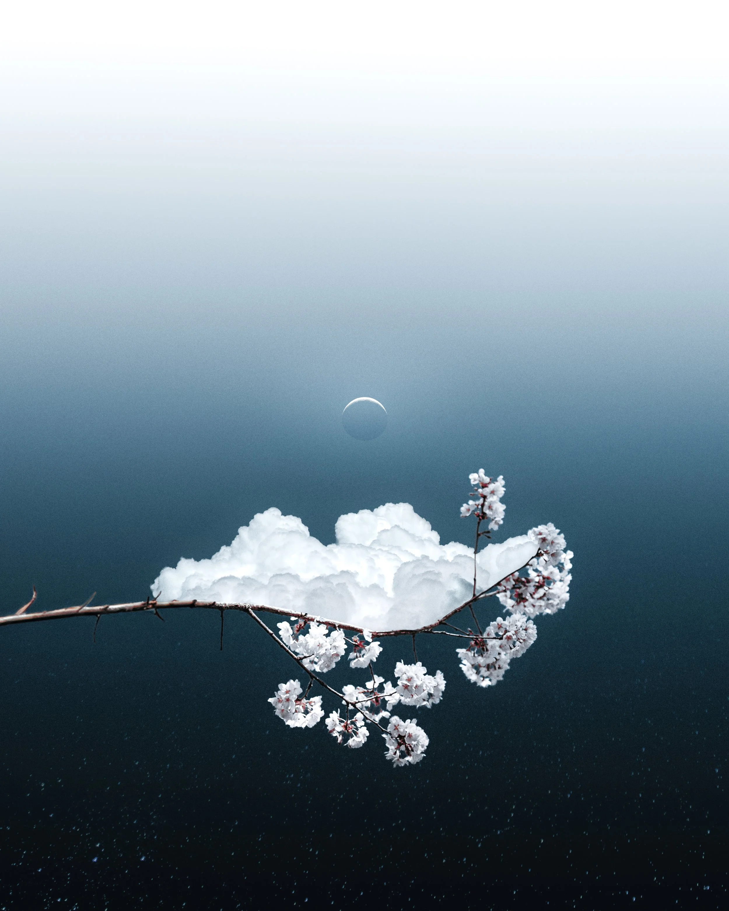 Die Aufnahme zeigt einen klaren Himmel bei Nacht mit einem Halbmond über Wolken und einer Blume am unteren Rand.