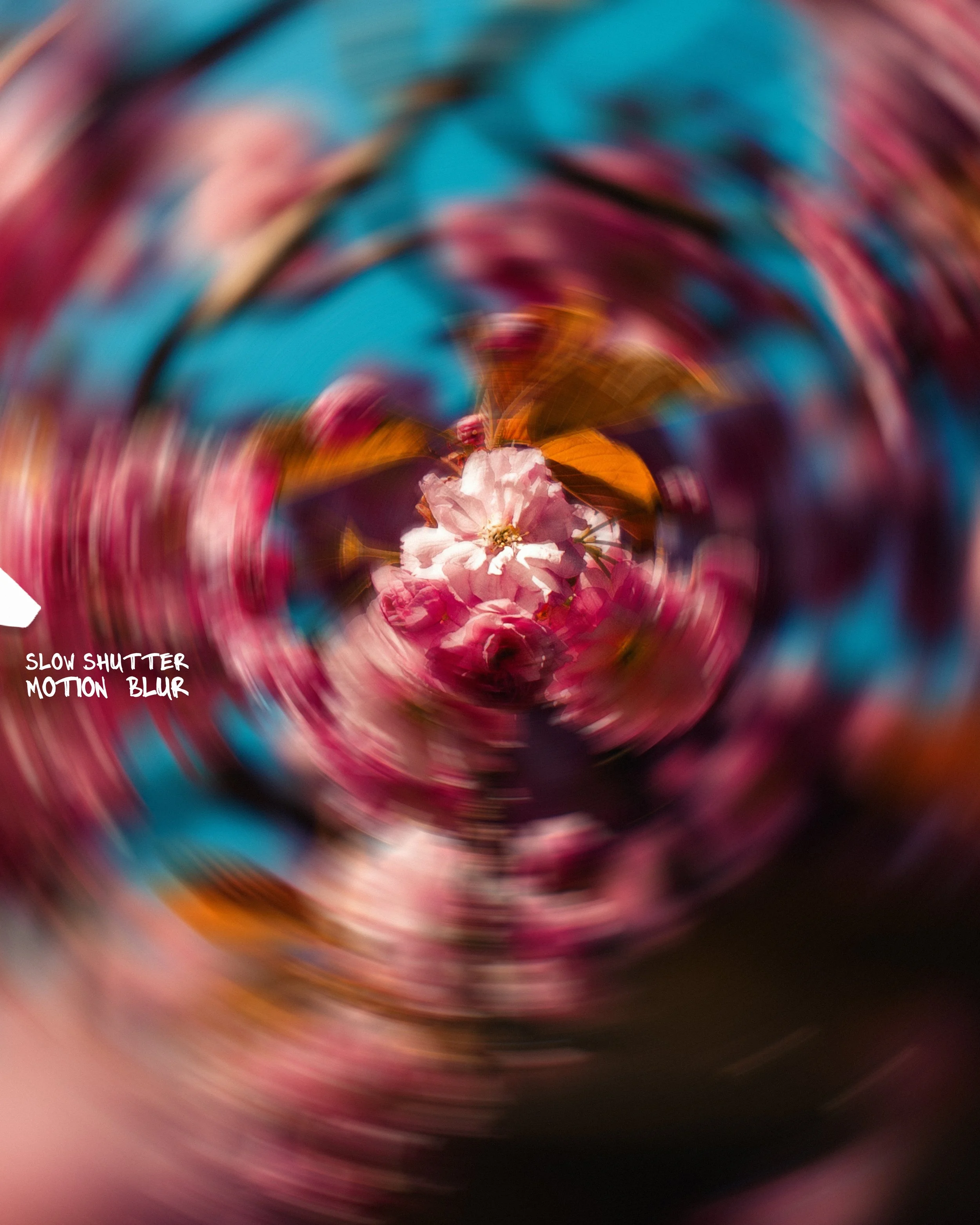 Verwischtes, Spiral-Design mit rosa, blau, orange und schwarz, mit Fokus auf eine rosa Blume in der Mitte, bewegte Unschärfe.