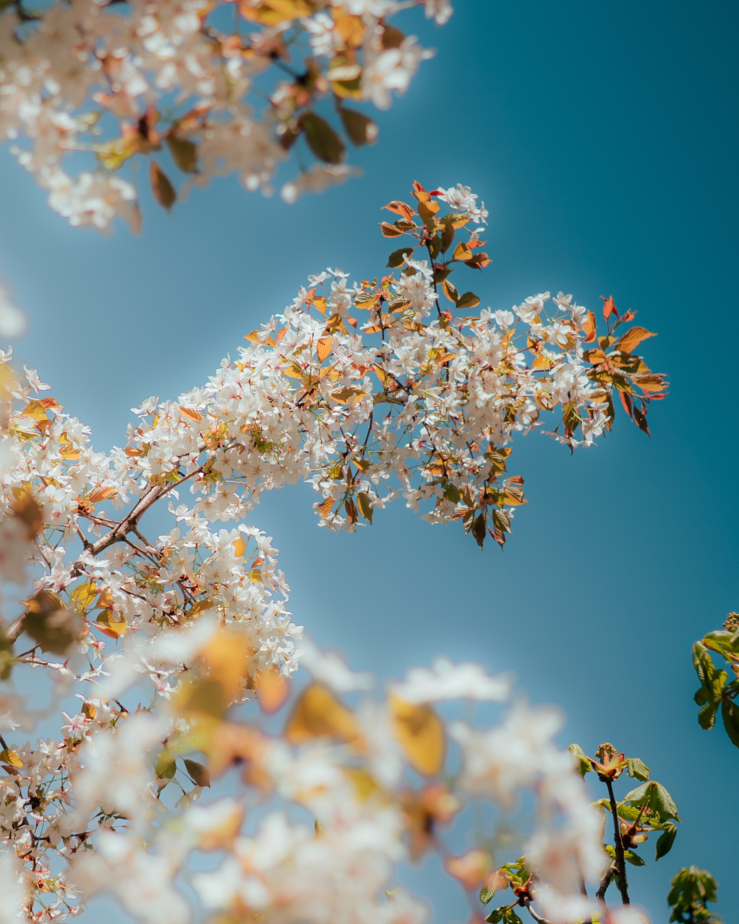 Blühende Kirschbaumzweige mit weißen Blumen vor blauem Himmel im Frühling.