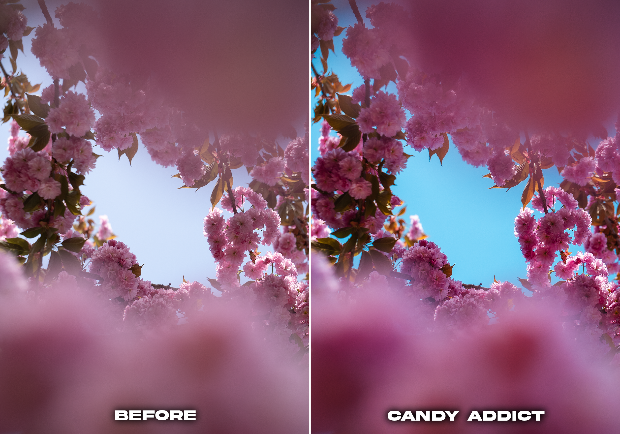 CANDY ADDICT.png