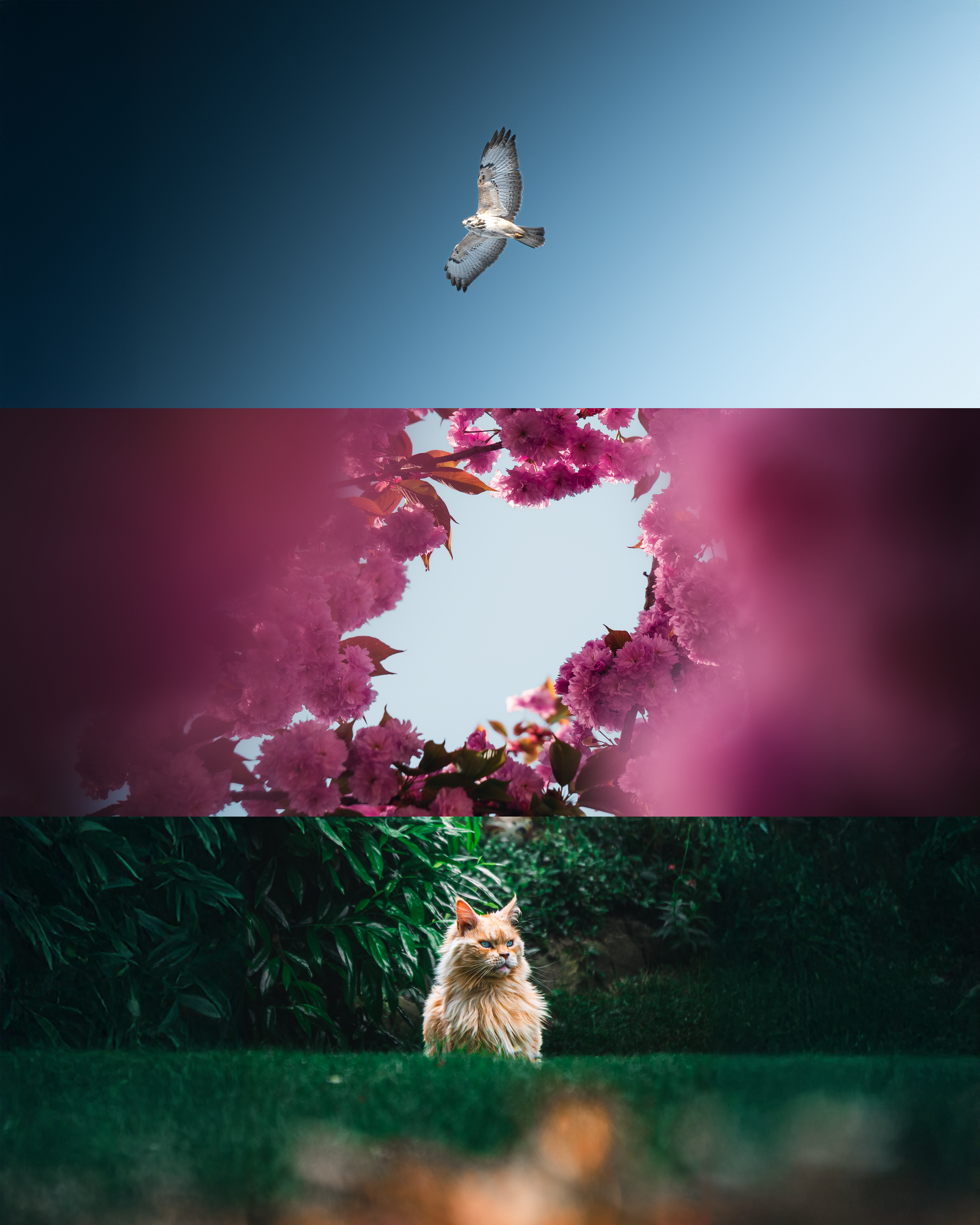 Eine Fotografie, die in drei horizontale Abschnitte unterteilt ist. Der obere Abschnitt zeigt einen Vogel in der Luft vor einem blauen Himmel. Der mittlere Abschnitt enthält einen Ast mit pinken Blüten. Der untere Abschnitt zeigt eine Katze mit lange