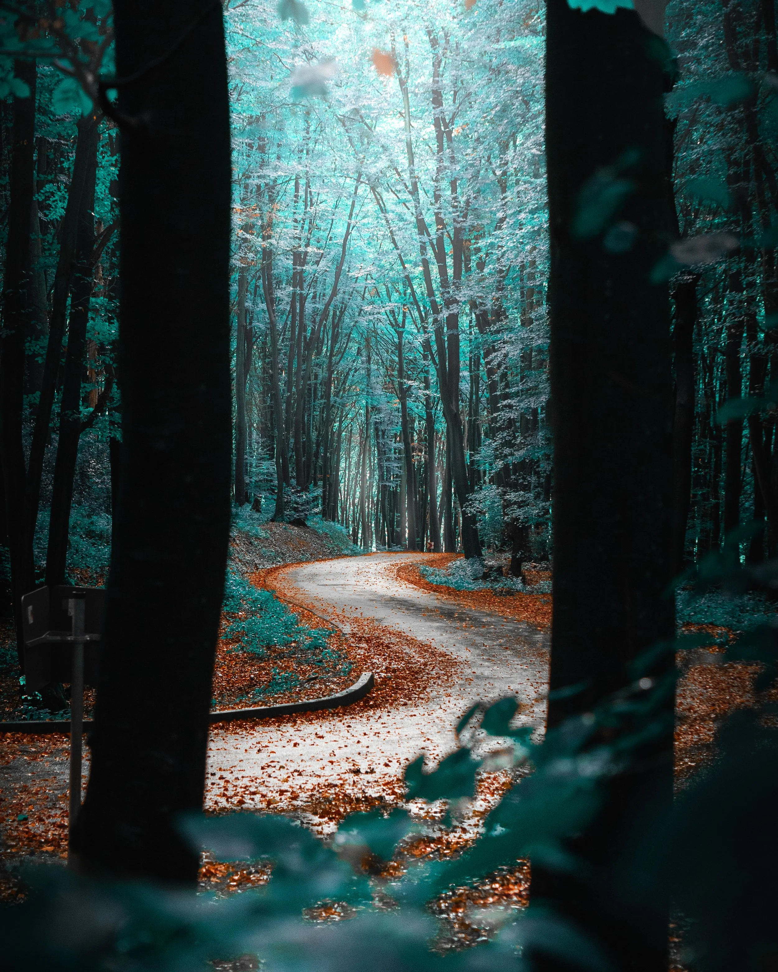 Ein Pfad durch einen dunklen Wald mit Blättern auf dem Boden, Sonnenlicht scheint durch die Bäume, im Hintergrund ist der Weg sichtbar.