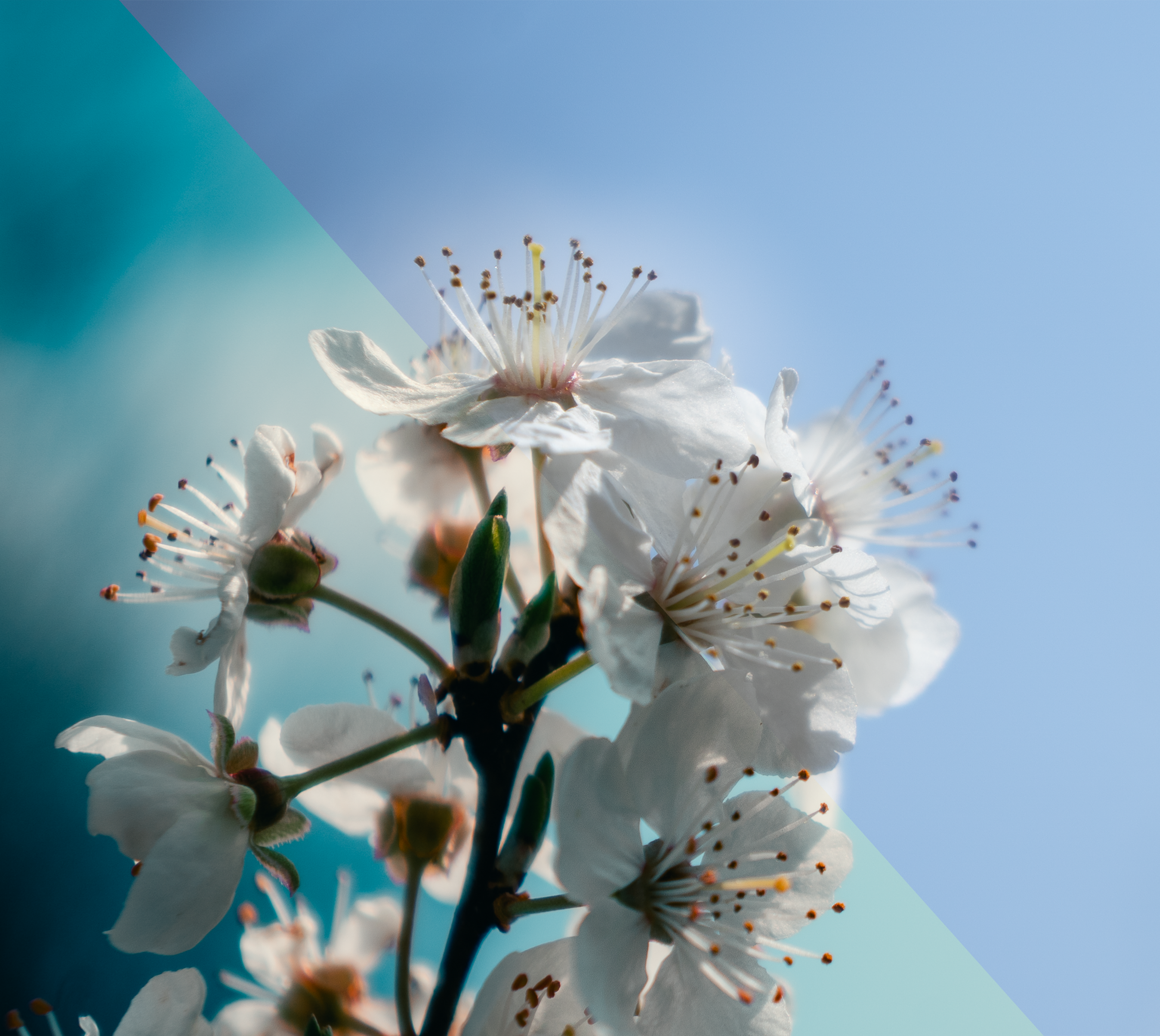 Untitled-1.png
