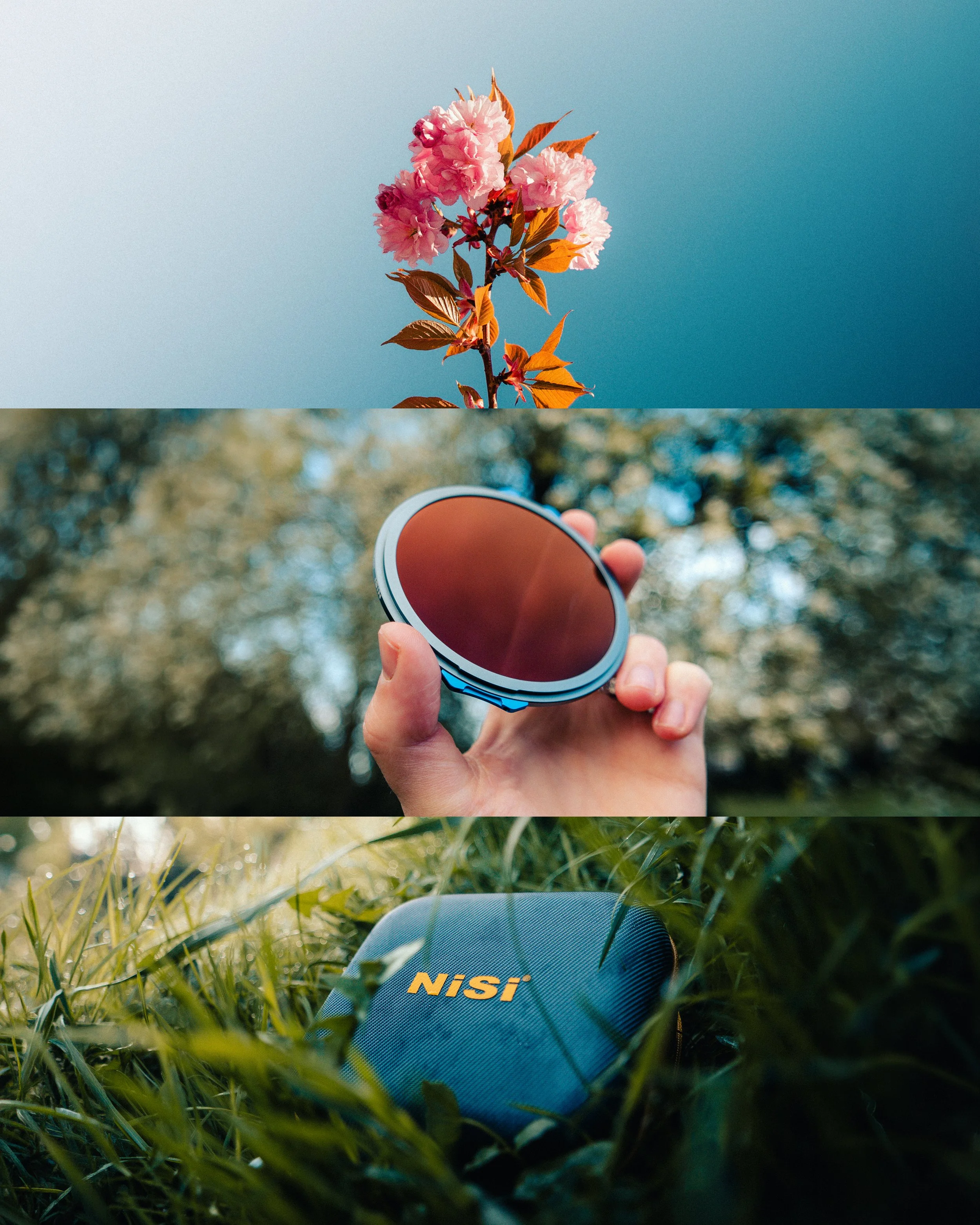 Das Bild ist in drei Abschnitte unterteilt. Der obere Abschnitt zeigt eine blühende Pfingstrosenblume mit rosa Blüten und braunen Blättern gegen den Himmel. Der mittlere Abschnitt zeigt eine Hand, die ein rot-braunes Objekt hält, wahrscheinlich eine 