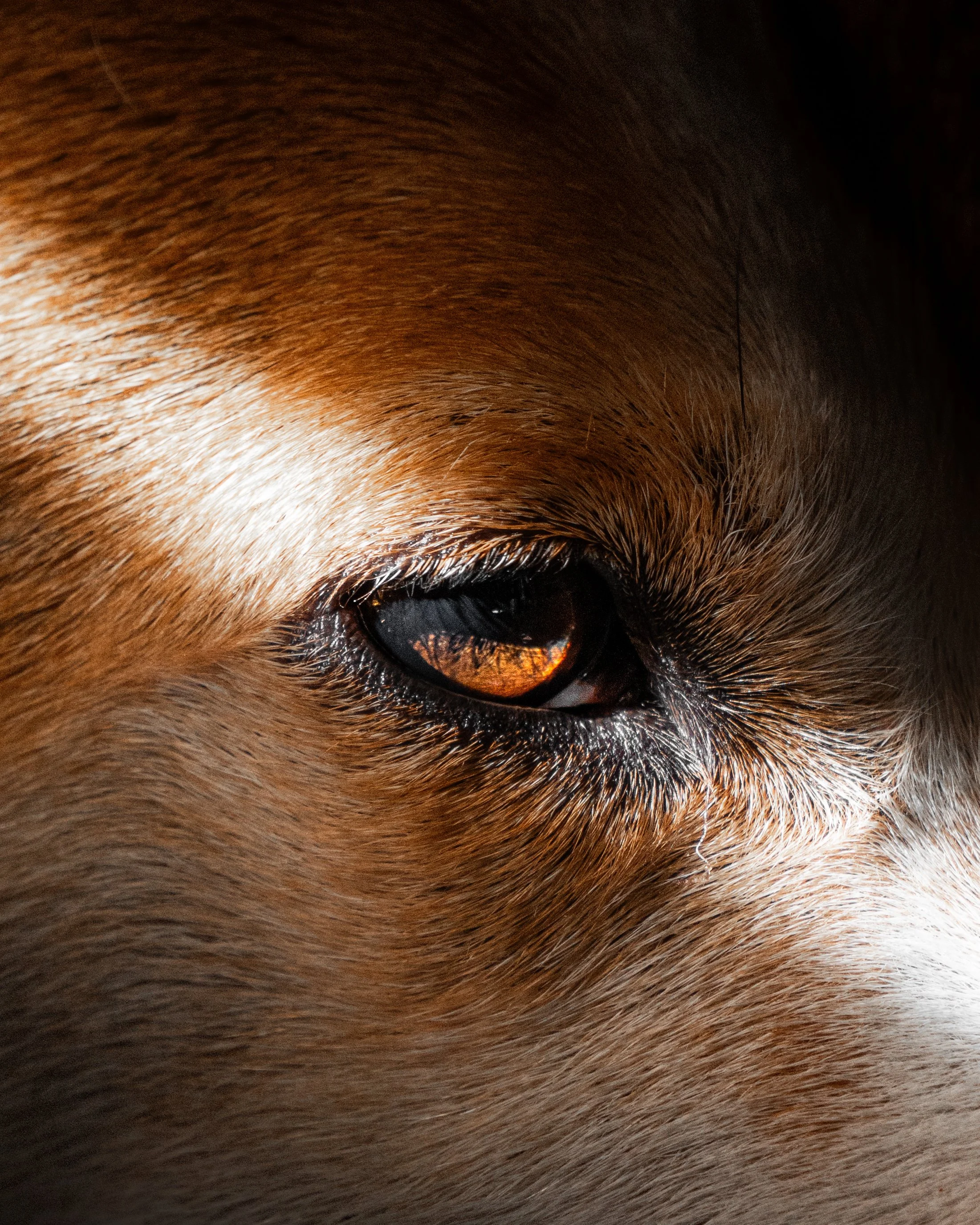 Nahaufnahme eines braunen Hundes mit braunen Augen, Fell und Schnauze