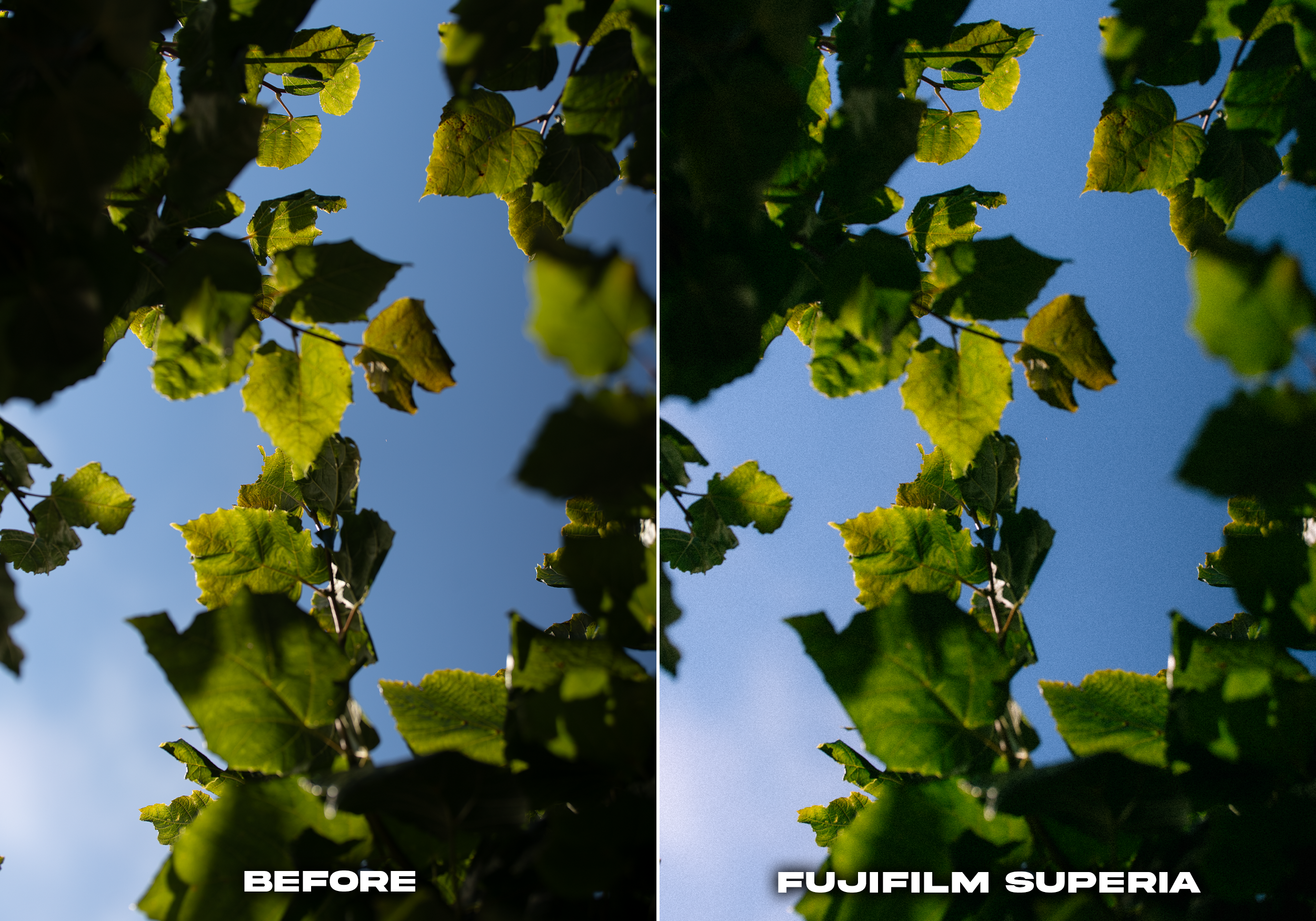 FUSJIFILM SUPERIA.png