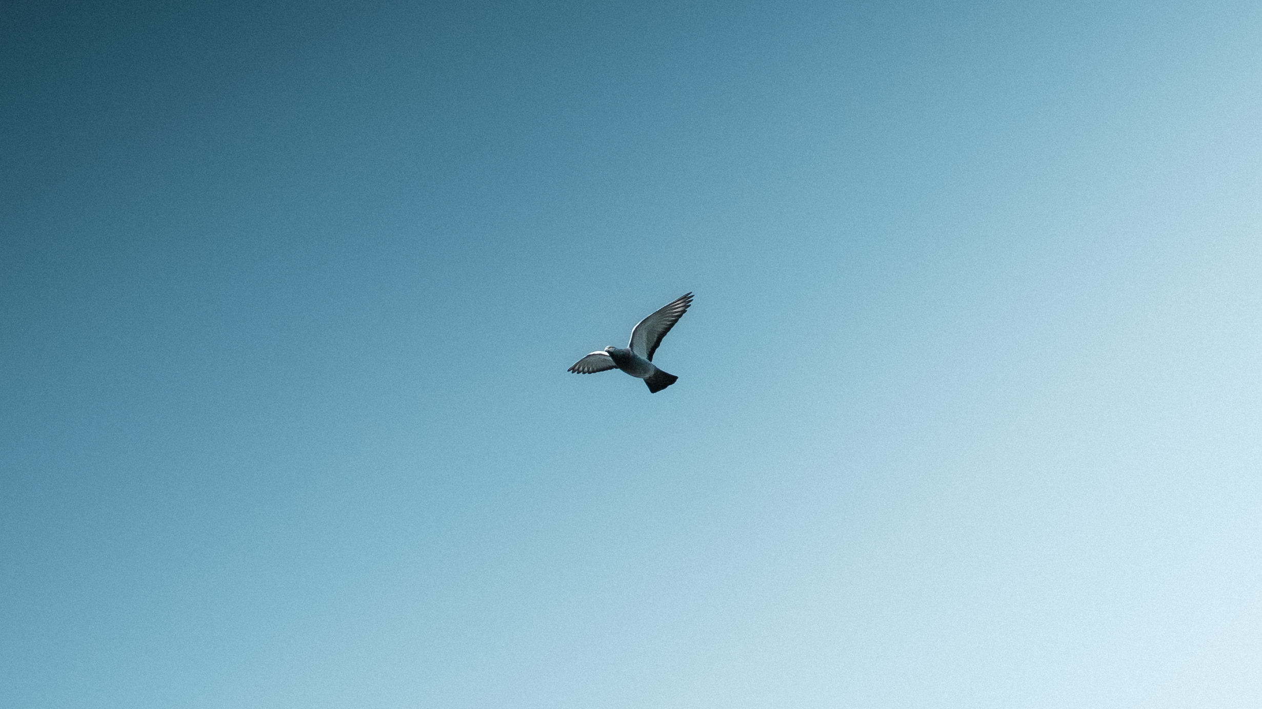 Eine einzelne Möwe fliegt in den blauen Himmel.