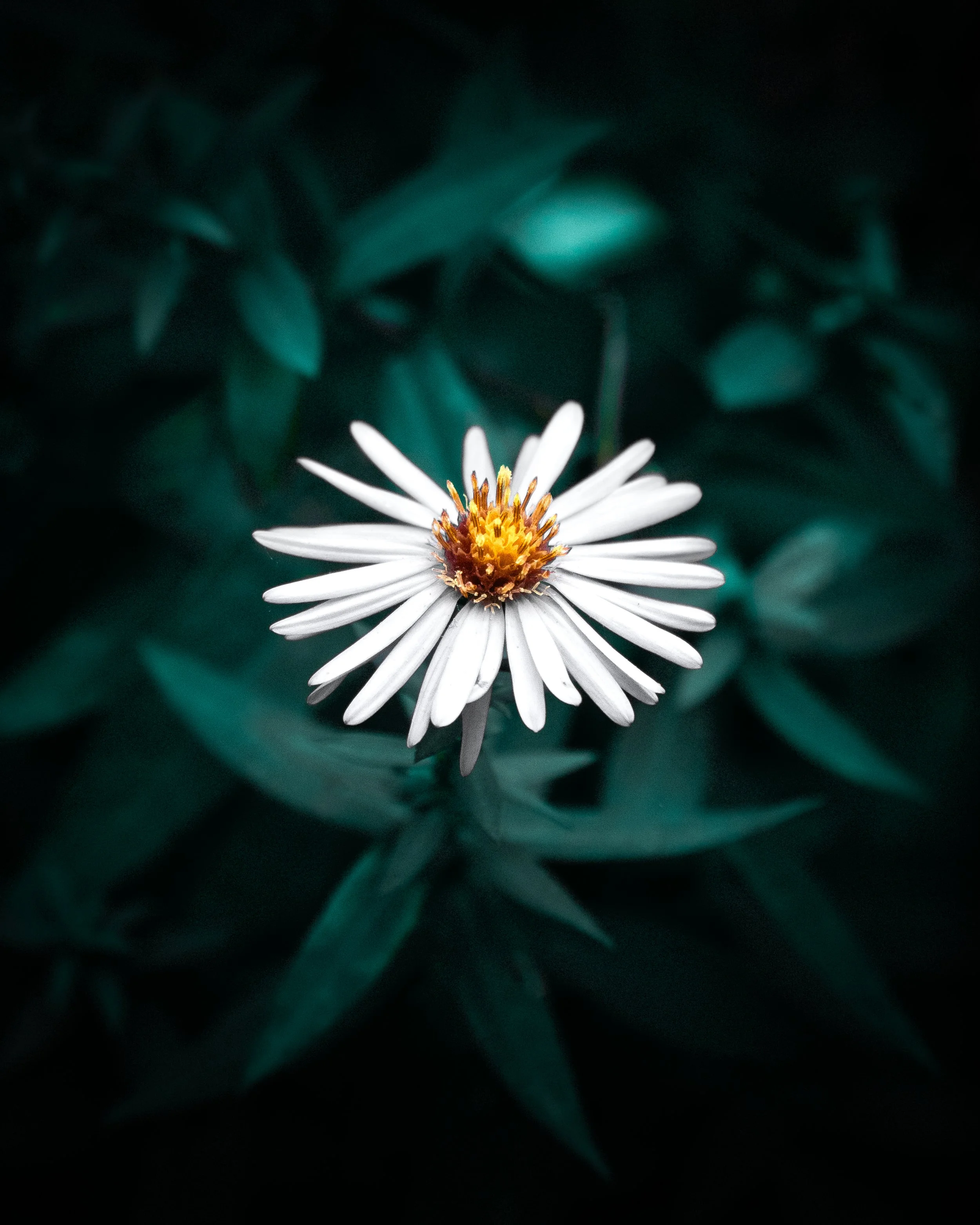 Eine weiße Blume mit gelbem Zentrum vor dunklem, unscharfem Blätterhintergrund.