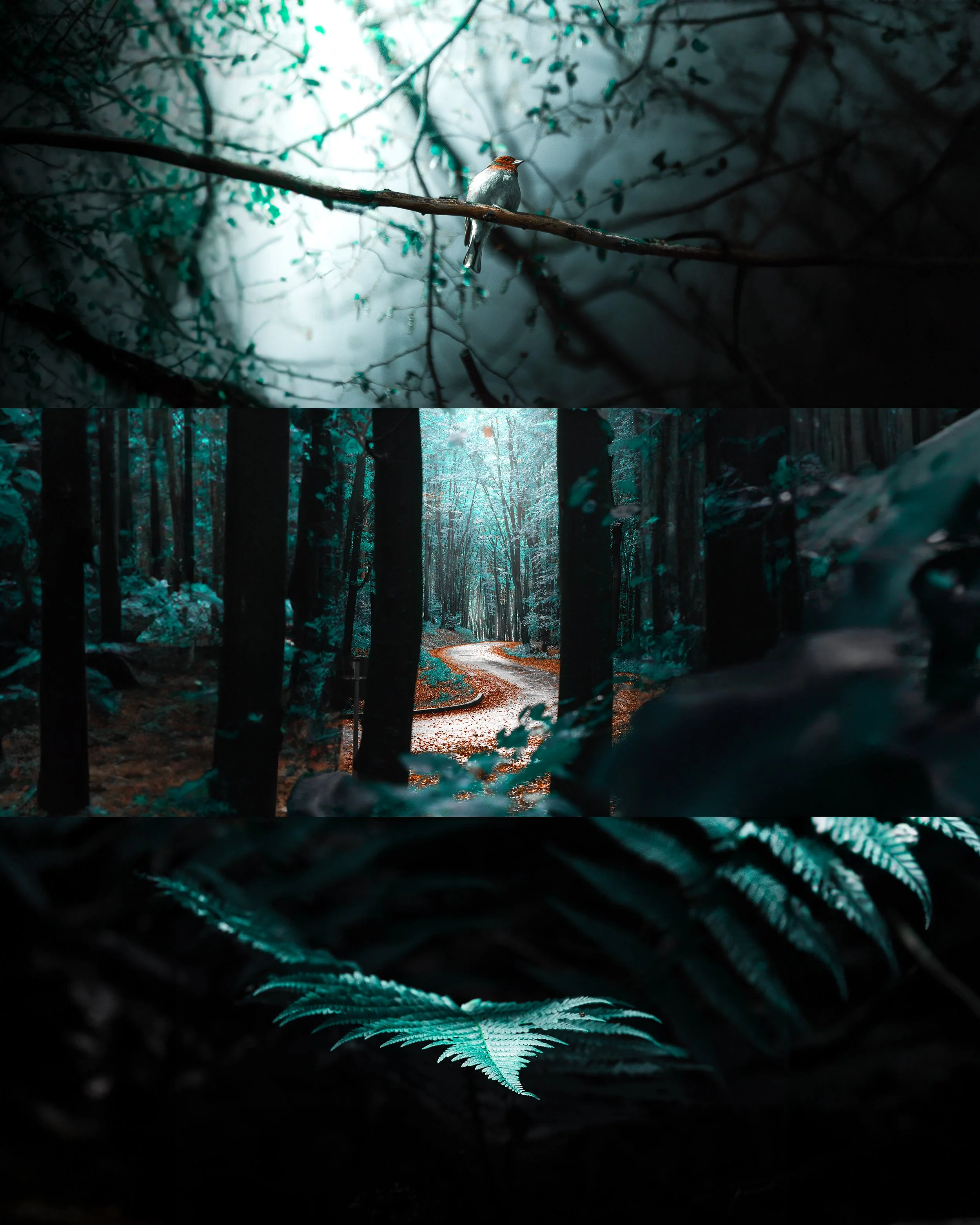 Eine kleine Vogel auf einem Ast in einem dunklen Wald, umgeben von Sonnenlicht und Blättern.