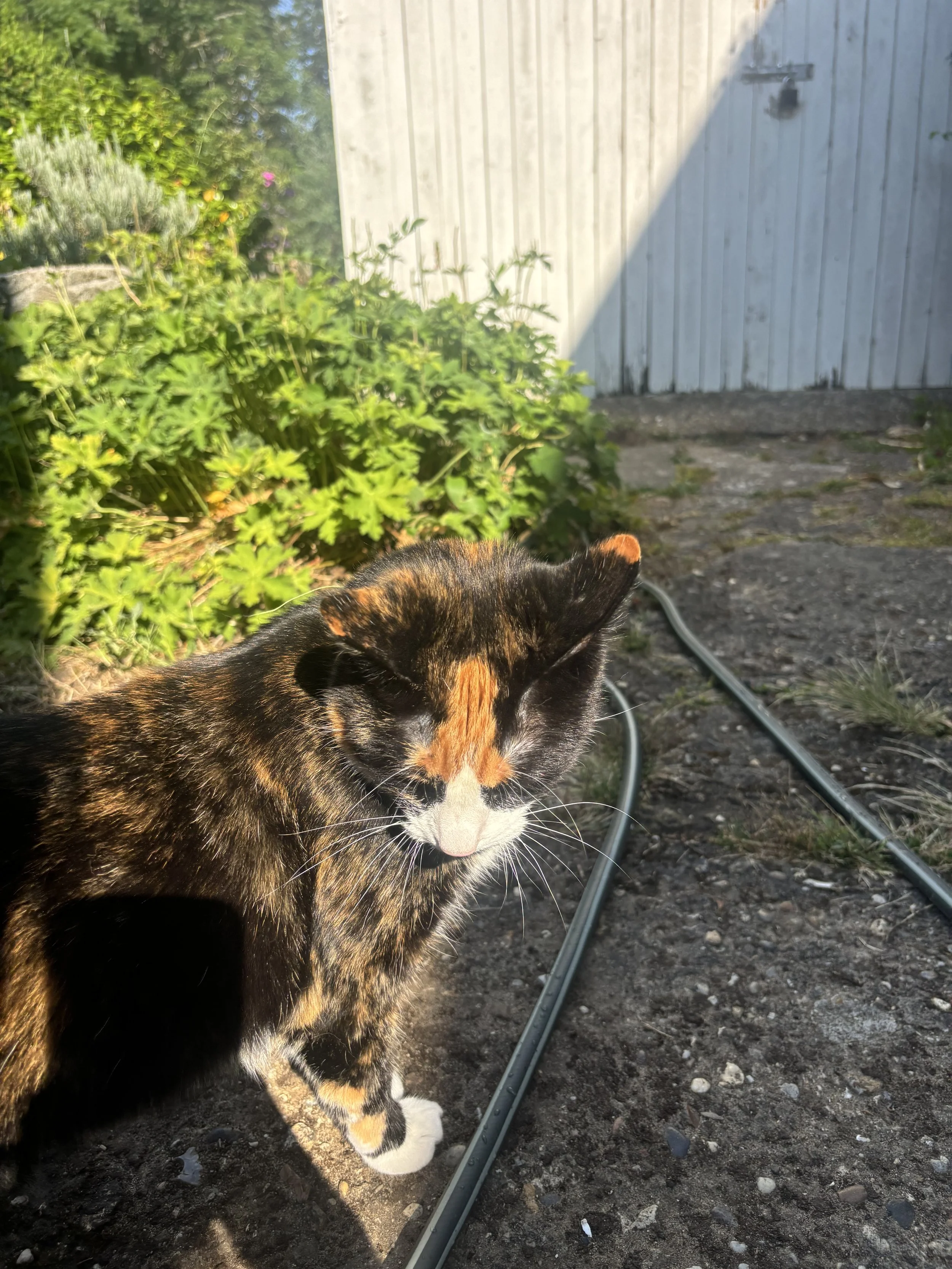 IMG_9705.jpeg
