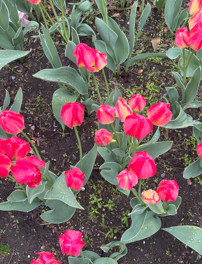 Pink and yellow tulips in a garden bed with green leaves and moist soil.