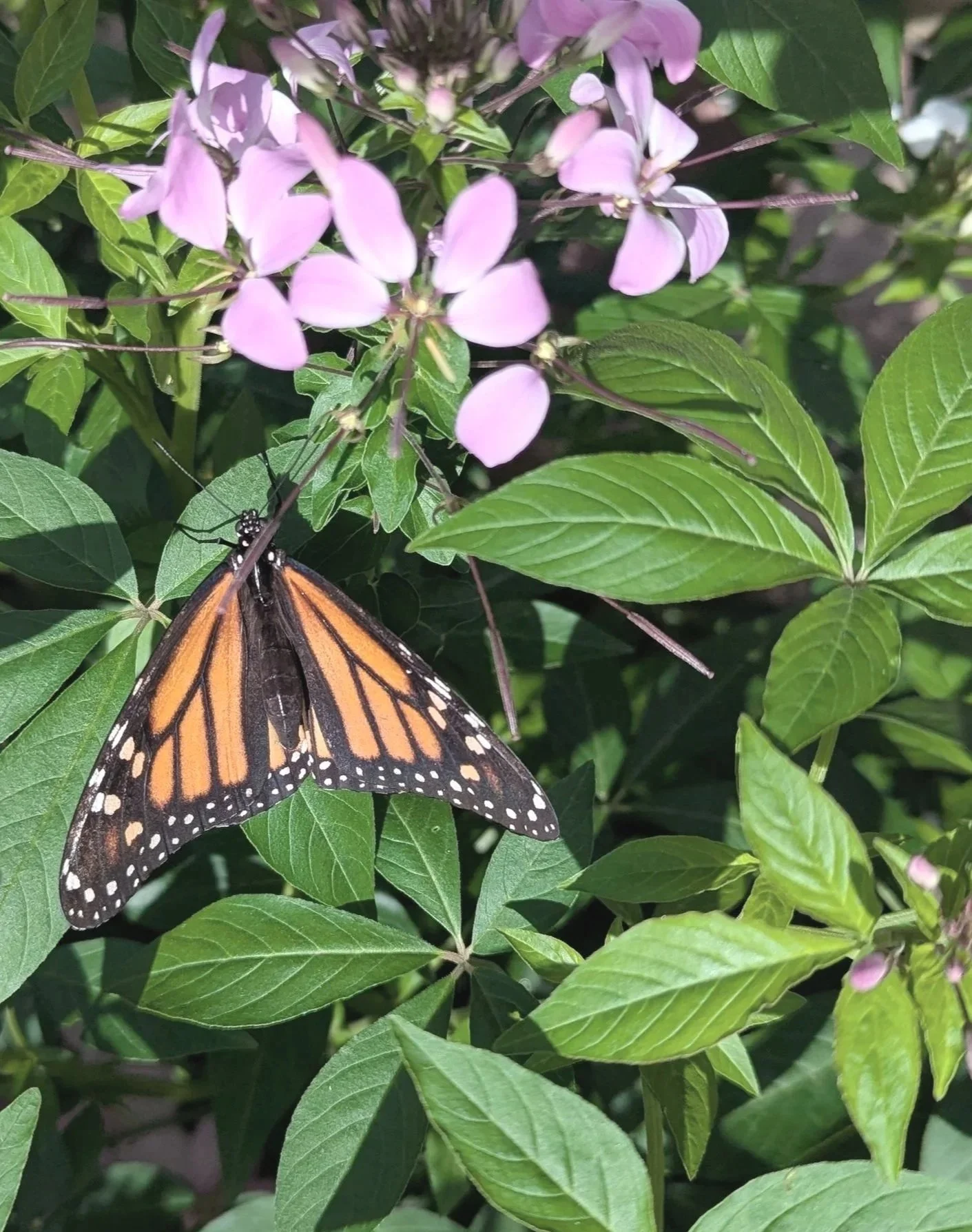 A monarch butterfly perched on green leaves near purple flowers.