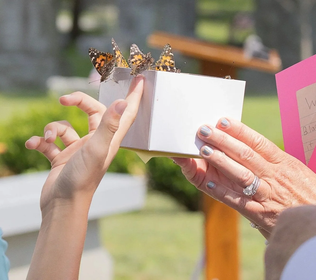 A group of butterflies with black, orange, and yellow markings on a white cardboard box, with people holding the box and a pink paper behind them.