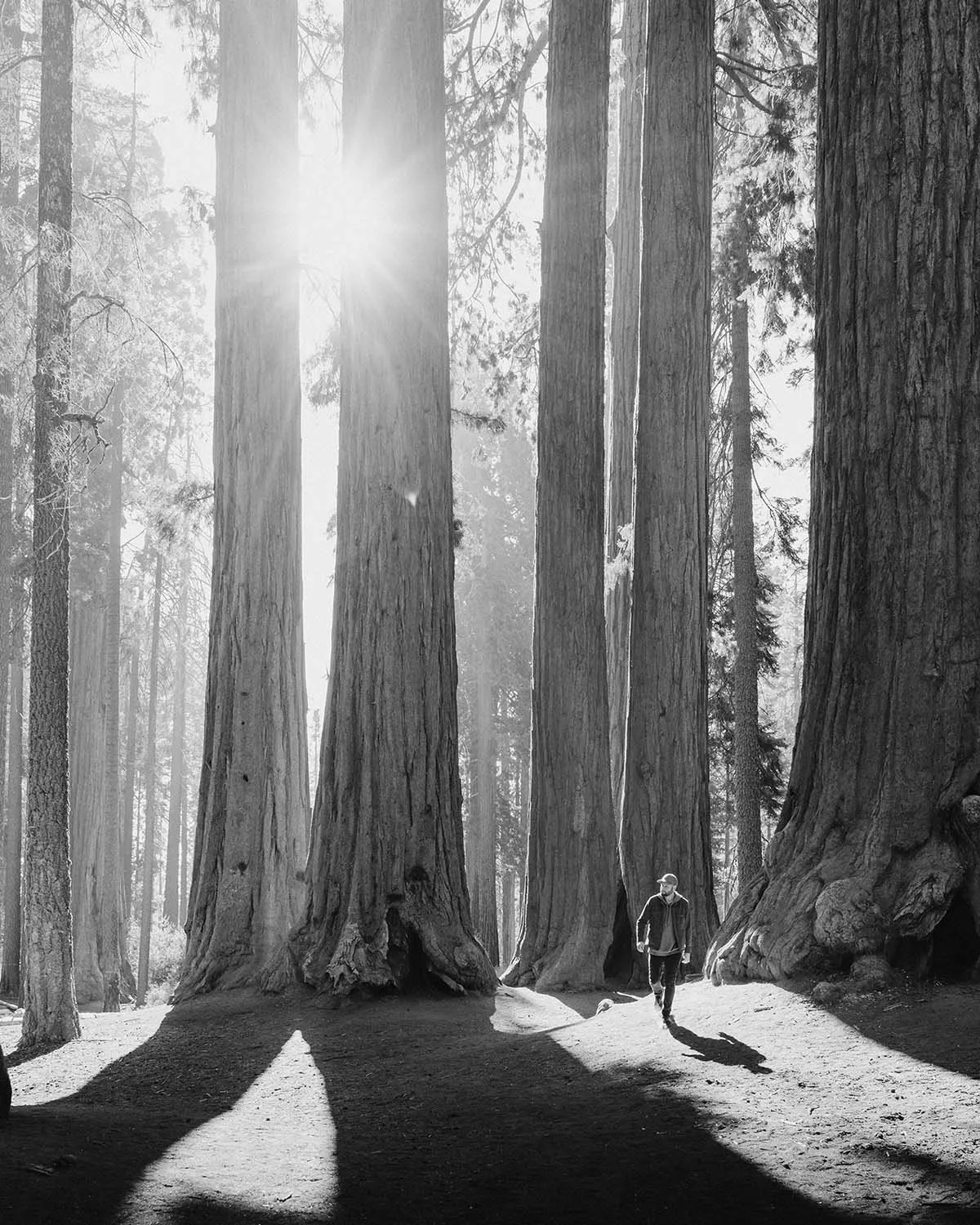 Black-and-white photo of a person walking through a grove of towering redwood trees, with sunlight streaming through the trunks and casting long shadows on the forest floor.