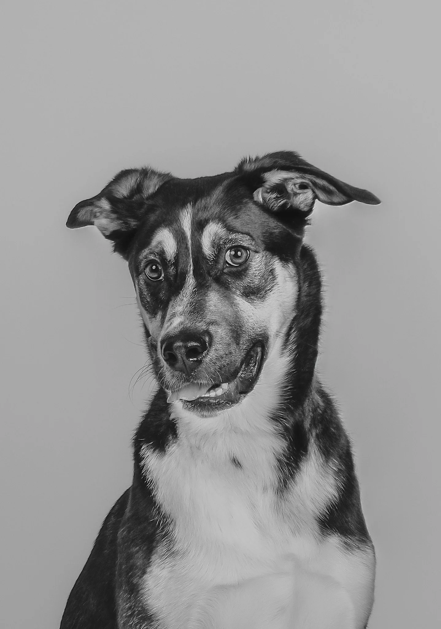 WEB-PETS13-.jpg