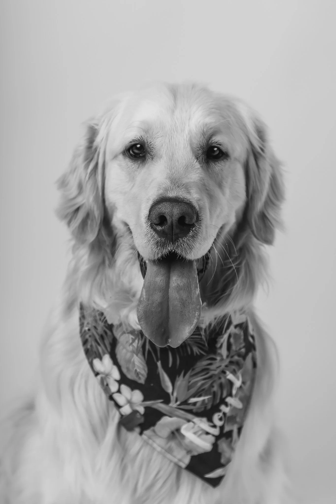 WEB-PETS02-.jpg