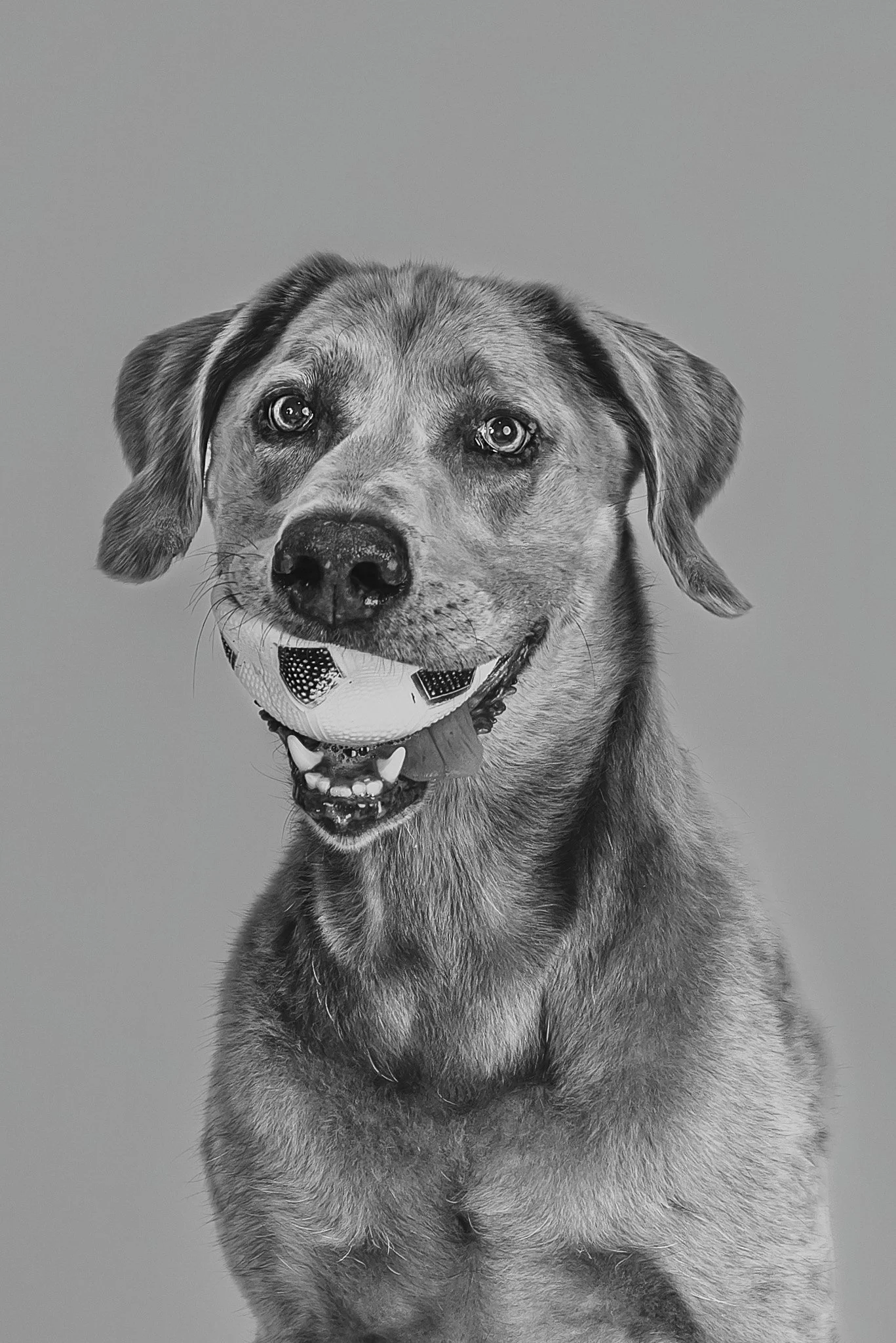 PetPortraits-WEB25-May 24, 2025.jpg
