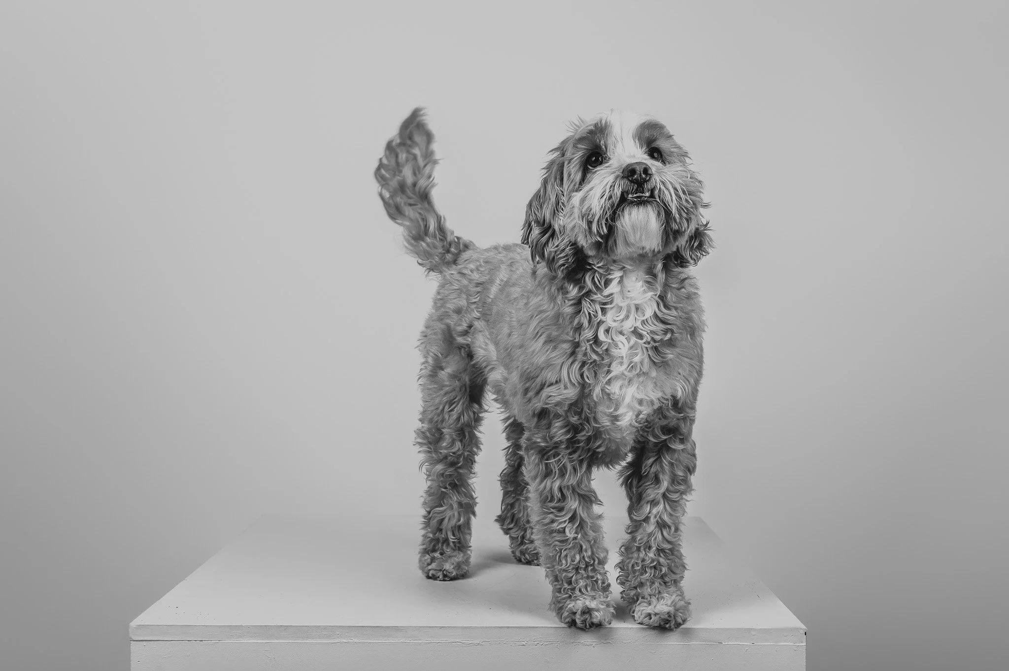 PetPortraits-WEB09-January 18, 2025.jpg