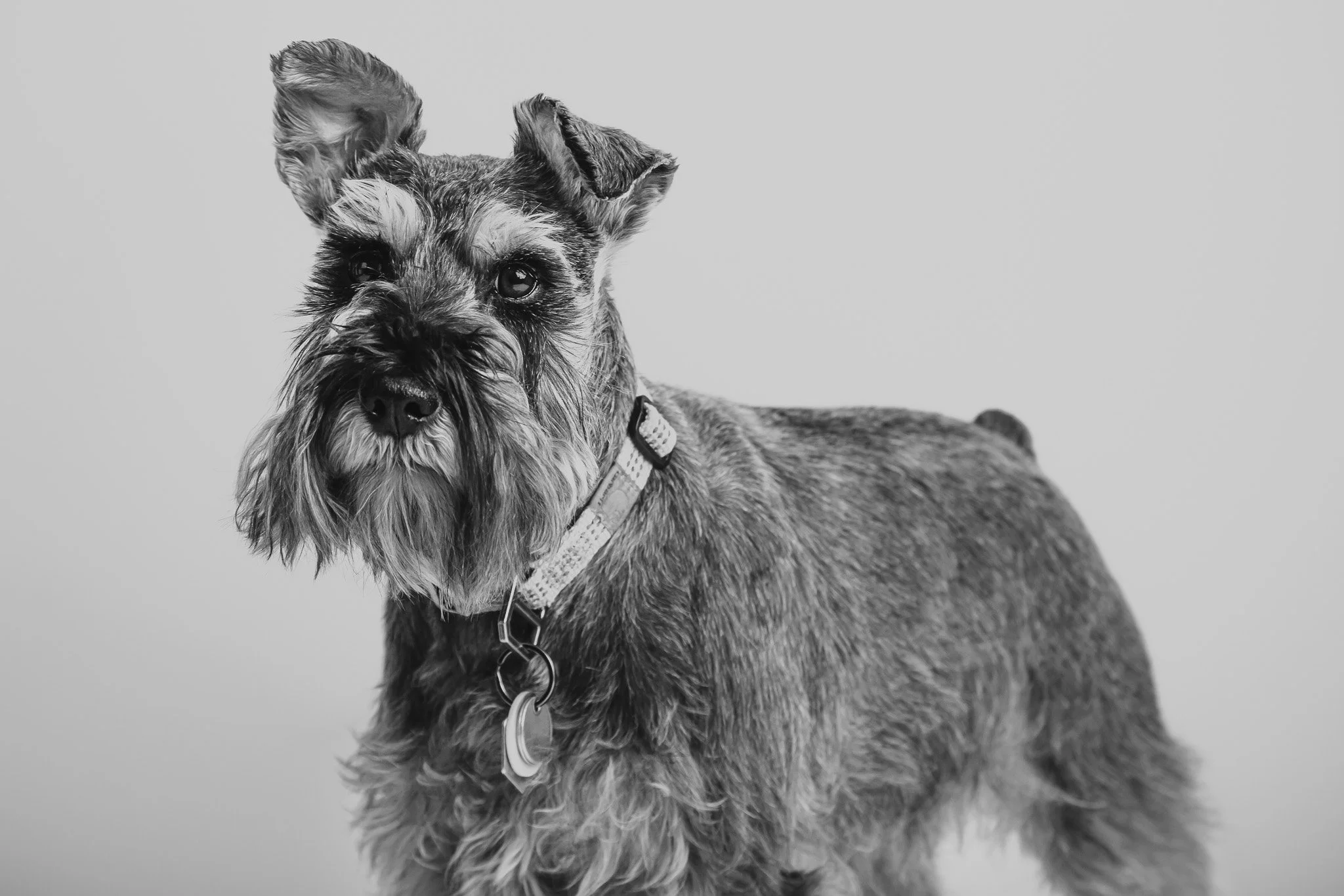 PetPortraits-WEB02-December 21, 2021.jpg