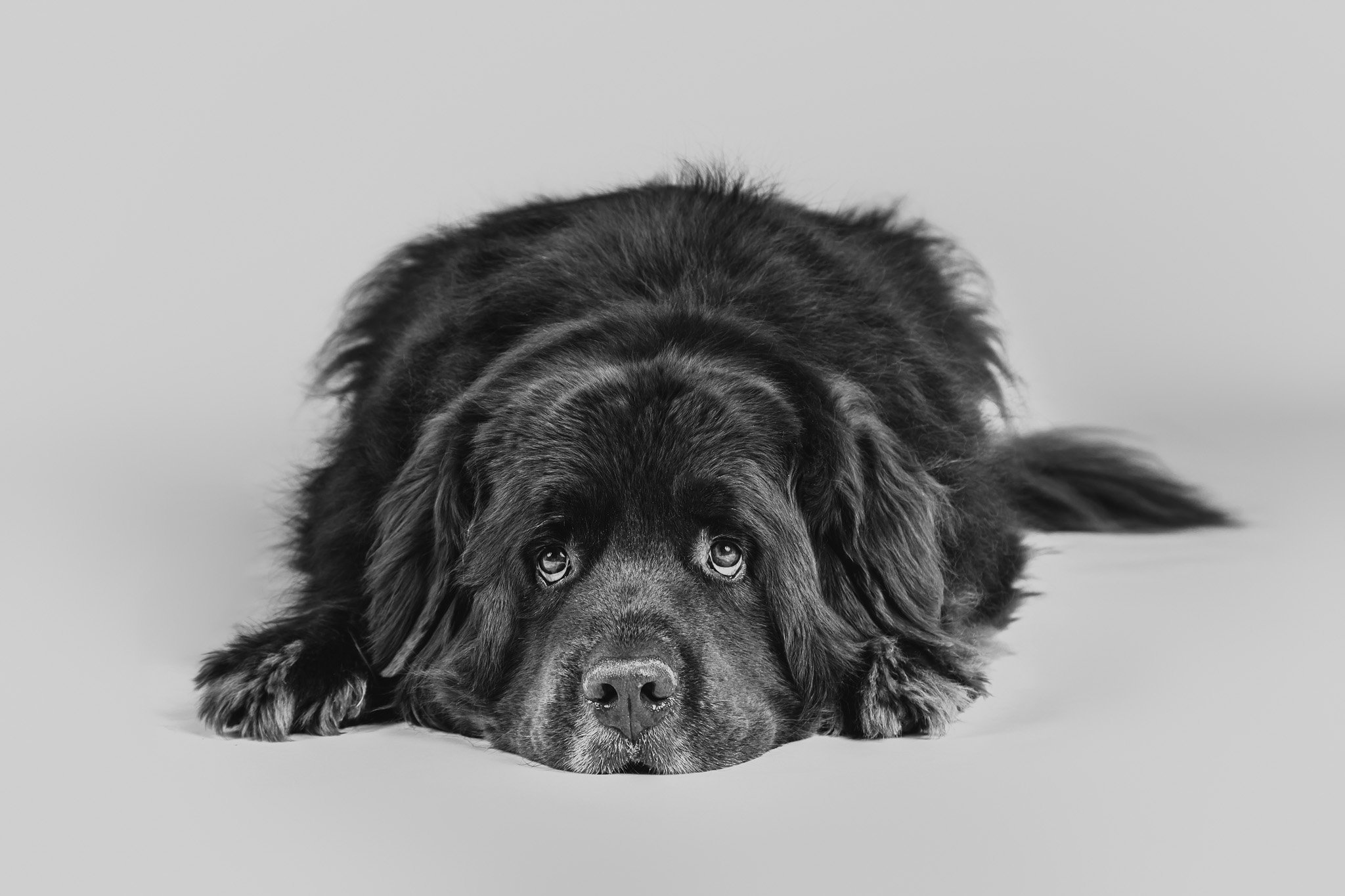 WEB-PETS19-.jpg