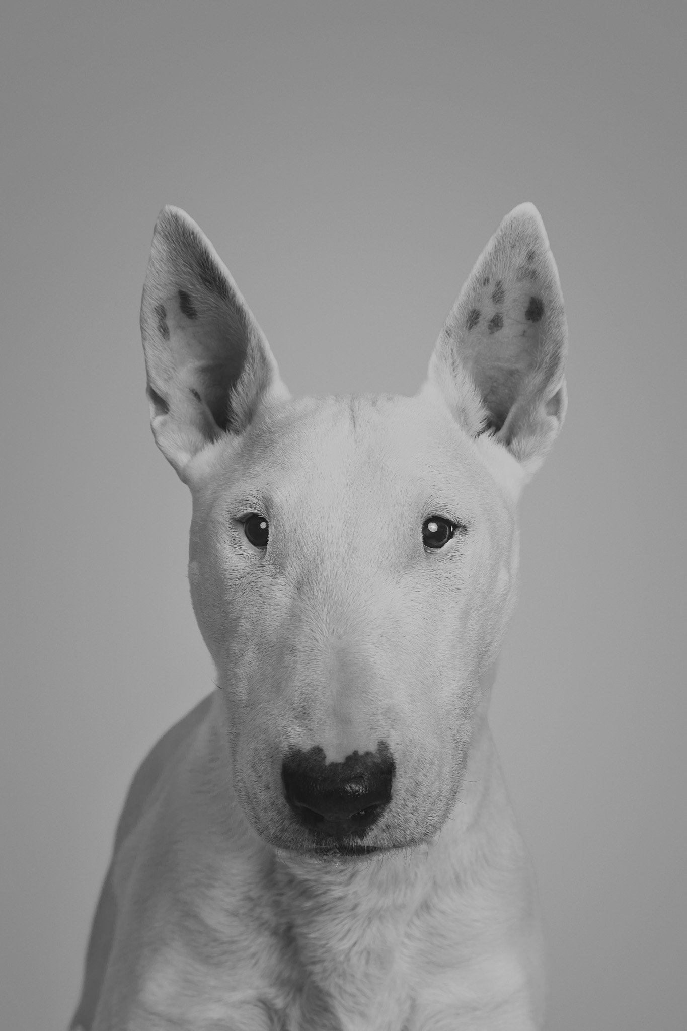 PetPortraits-WEB18-March 22, 2025.jpg