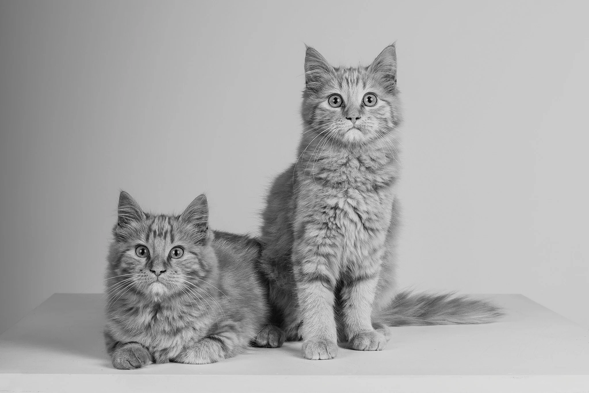 WEB-PETS09-.jpg