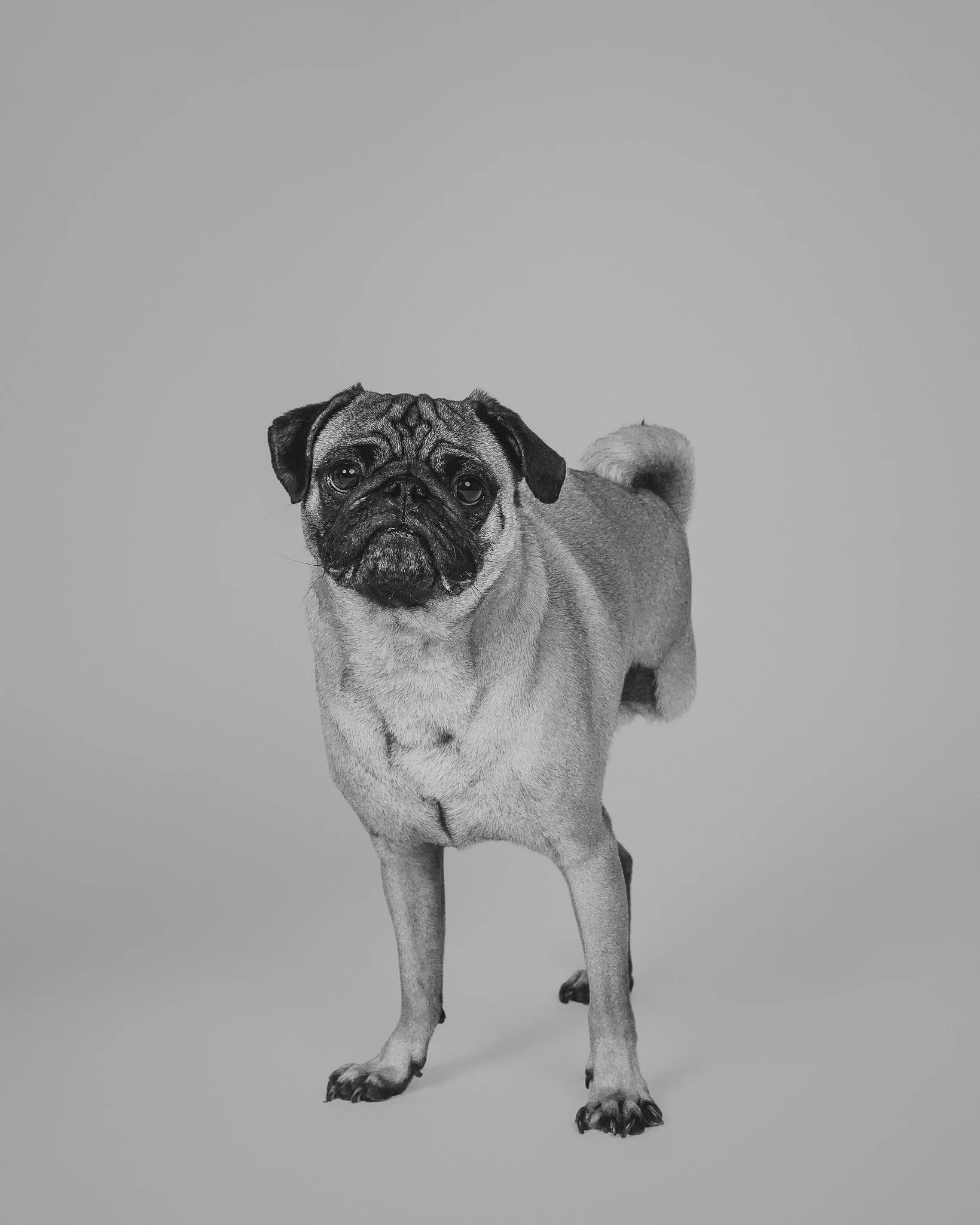 PetPortraits-WEB27-July 15, 2025.jpg