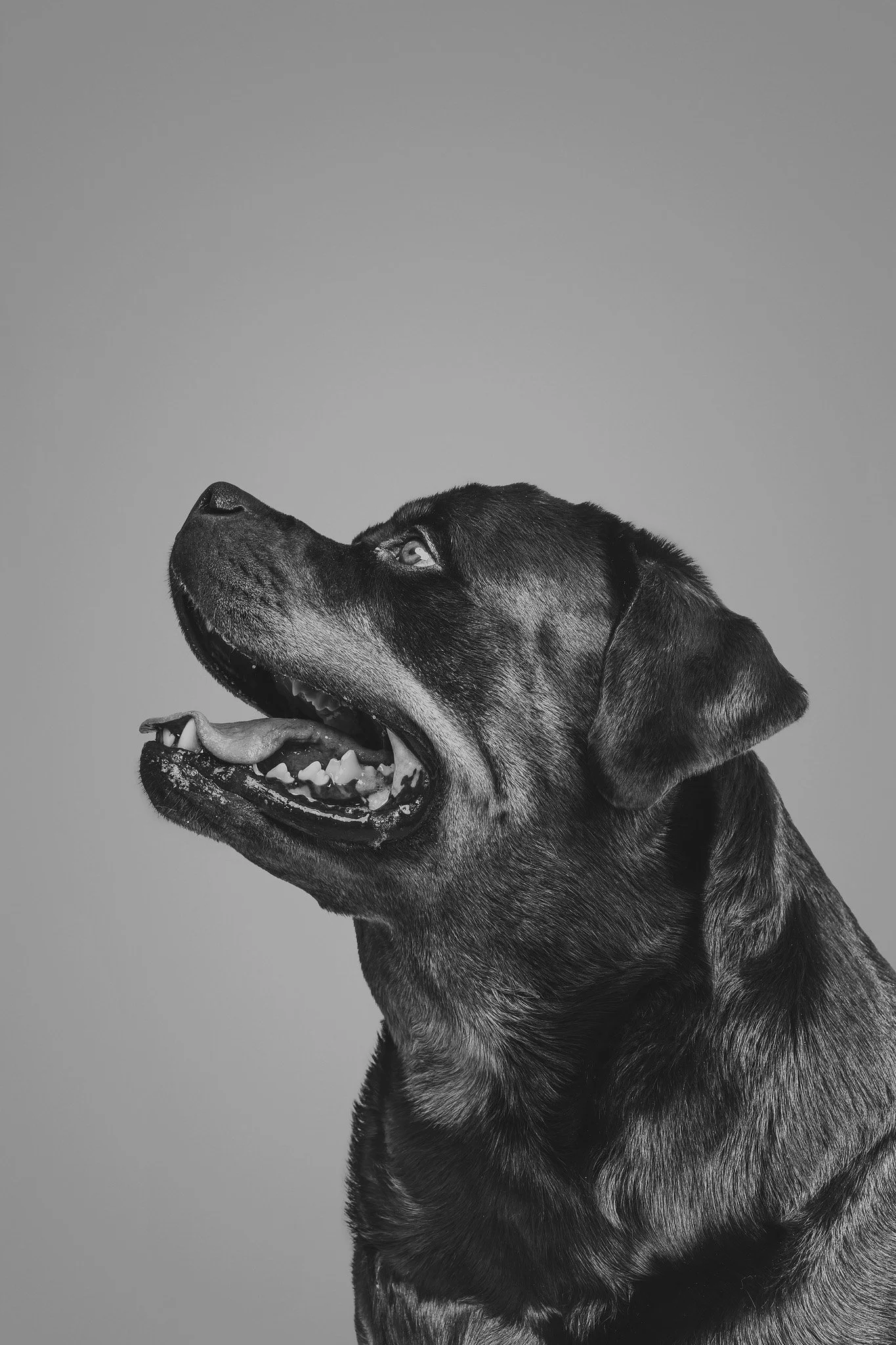PetPortraits-WEB21-April 14, 2025.jpg