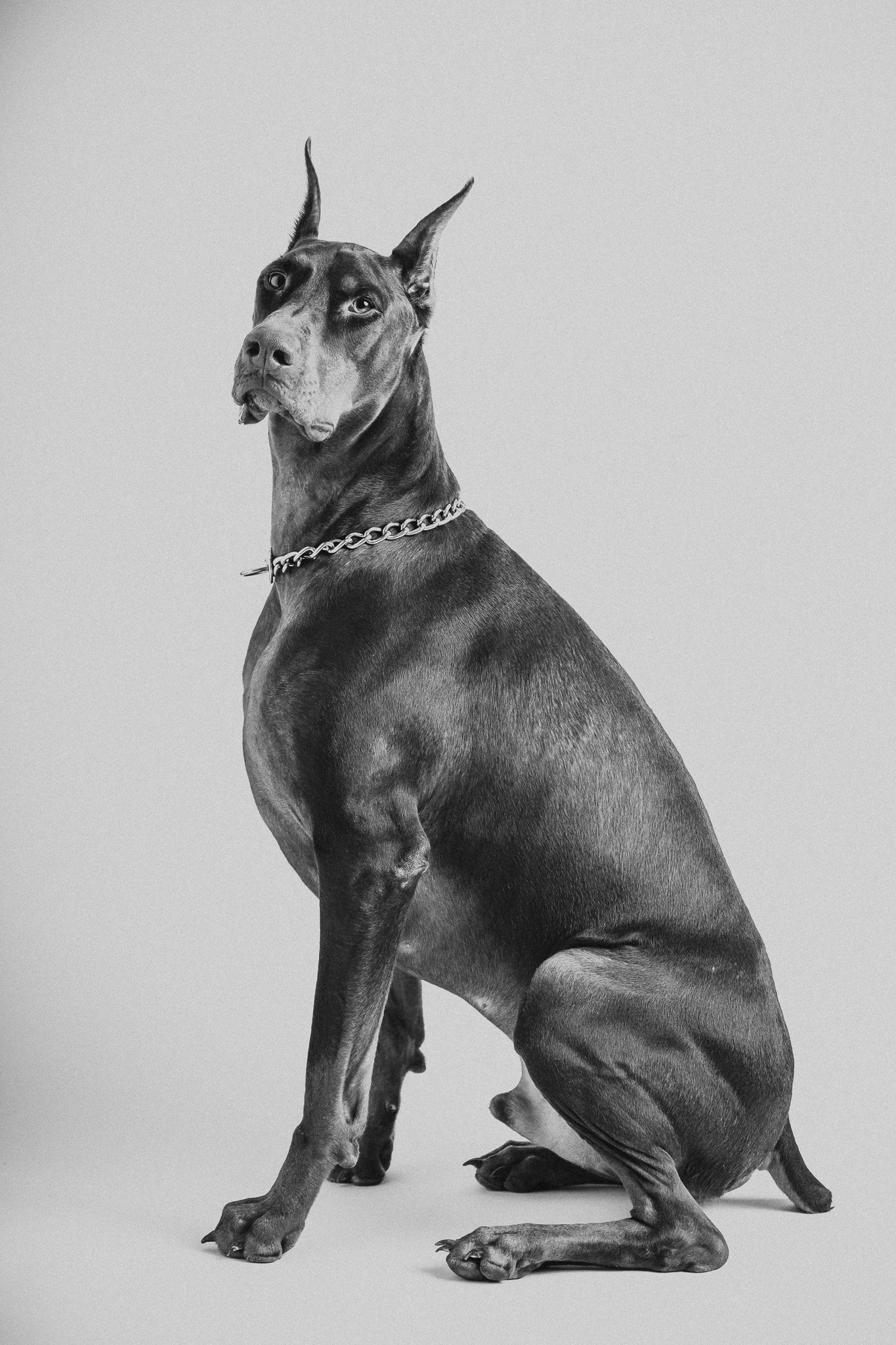 PetPortraits-WEB01-December 07, 2021.jpg