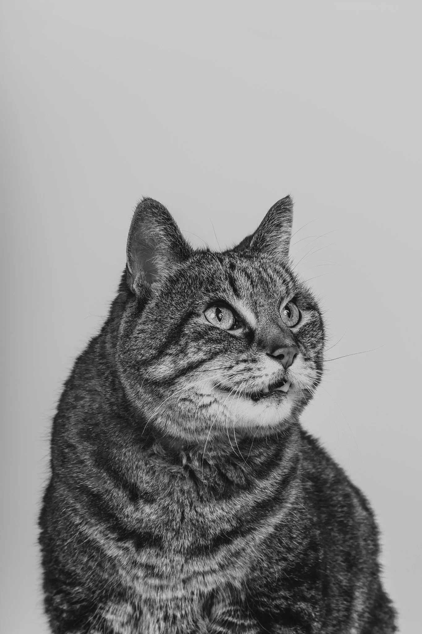 WEB-PETS14-.jpg