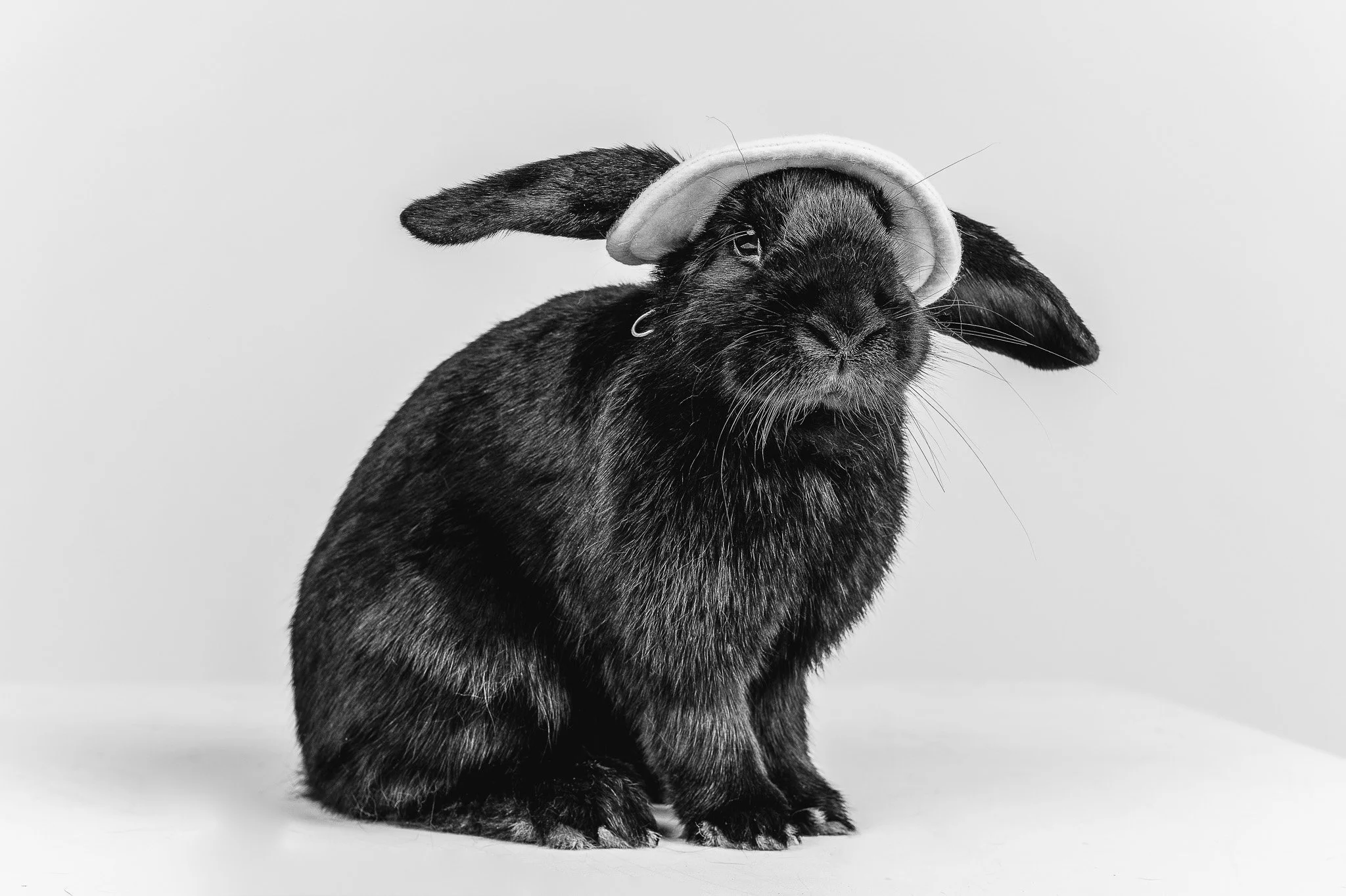 WEB-PETS07-.jpg